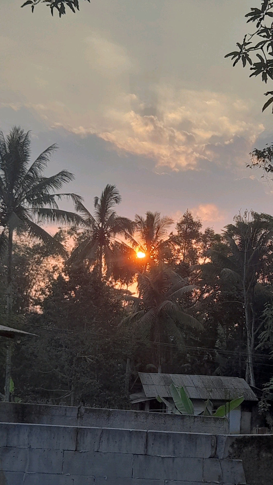 This is a vertical, medium-shot photograph of a sunset scene in Selaawi, Indonesia. The sun, a bright orange orb, is partially obscured by the fronds of a tall palm tree in the center-right of the frame. Its rays pierce through the foliage, creating a dramatic lighting effect. Several other palm trees and dense, dark green foliage dominate the middle ground, silhouetted against the sky. The sky itself is a soft gradient of pale gray at the top, transitioning to a warm, peachy-orange hue near the horizon, with scattered clouds catching the last light of the day. In the lower third of the image, a rough, concrete wall runs horizontally across the frame, suggesting a boundary or enclosure. Behind the wall, a small, rustic building with a corrugated metal roof is visible, nestled amongst the trees. Banana leaves are prominent near the building, adding a touch of tropical vegetation. The overall impression is one of a tranquil, rural sunset.