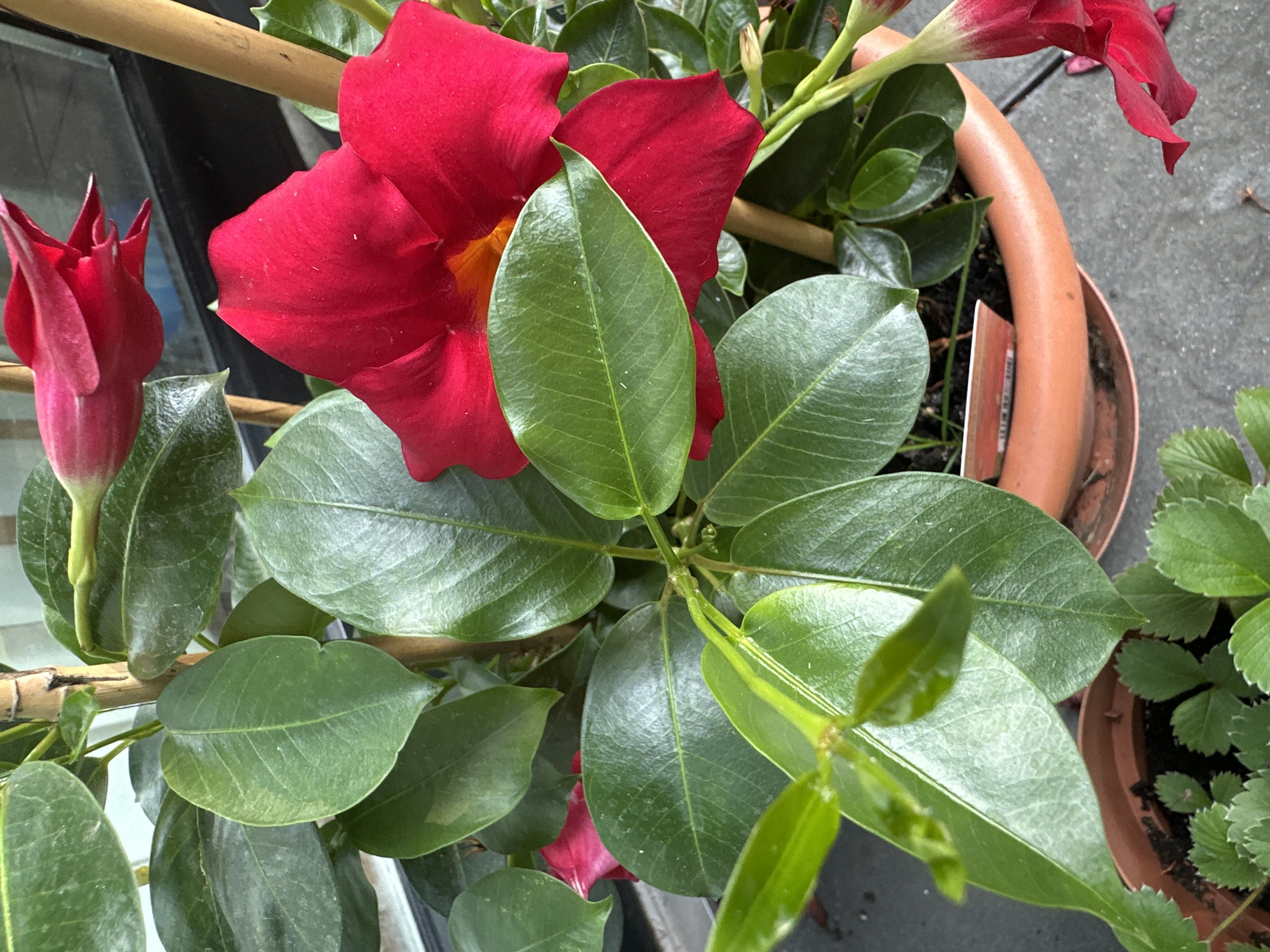 This media file features a close-up view of a blooming red Mandevilla plant in a terracotta pot. The plant is supported by a bamboo stake. Several large, vibrant red flowers are visible, some fully open and others still in bud. The leaves are a deep green, glossy, and ovate. The setting appears to be outdoors, with a textured gray surface, possibly concrete or paving stones, visible in the background. There's also a glimpse of another potted plant with small, serrated green leaves, possibly strawberries, to the right. A partial view of a window or reflective surface is present on the left. No people are visible in the frame. The lighting suggests it is daytime, with natural light illuminating the plant. A small white tag with some text is partially visible near the rim of the terracotta pot, but the text is not legible. The overall impression is a healthy, thriving flowering plant, likely in a garden or patio setting in Krefeld, Germany.