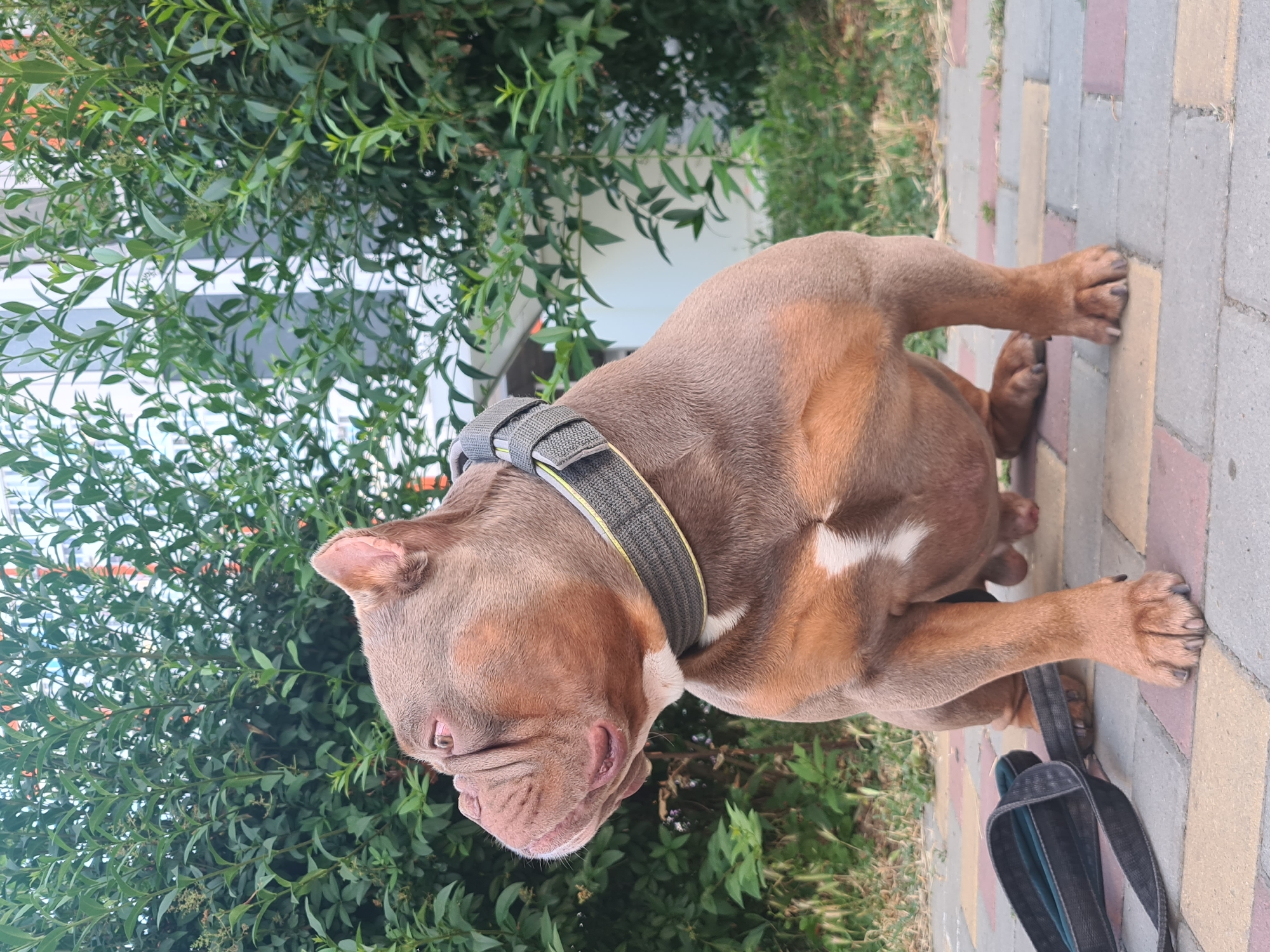 A brindle-colored pit bull type dog is sitting on a paved walkway in front of a lush green hedge. The dog is facing left, looking away from the camera. It has a muscular build, a broad head with wrinkled skin, and pinkish-red eyes. A thick, grey collar with yellow accents is around its neck. A dark-colored leash lies on the ground to the left of the dog. The background consists of the dense green foliage of the hedge and the side of a building with white and orange accents. The lighting suggests it is daytime.