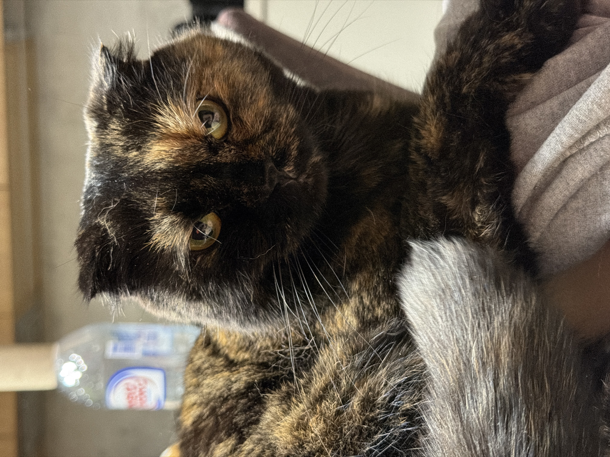 A tortoiseshell cat with golden eyes is being held. The cat's fur is primarily dark brown with patches of golden brown. The cat's whiskers are long and white. The cat appears to be a Scottish Fold breed. The background includes a water bottle and a blurred, light-colored wall. The specific location in the city of Chaikovsky, Russia cannot be determined from this image.