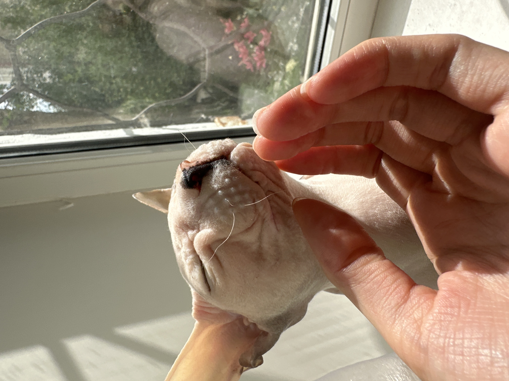 A sphynx cat is positioned in the foreground, facing left with its eyes closed and its head tilted upwards. Its skin is pale pink with some dark markings on its nose. A human hand with manicured fingernails is reaching towards the cat from the right side of the frame. The cat appears to be leaning into the hand, possibly enjoying affection. Behind the cat, a window is visible, with a blurry view of greenery and some pink flowers outside. Sunlight is streaming in from the left, casting shadows on the wall. The scene appears to be indoors, near a window. There is no information in the image to suggest a location in Togliatti, Russia.