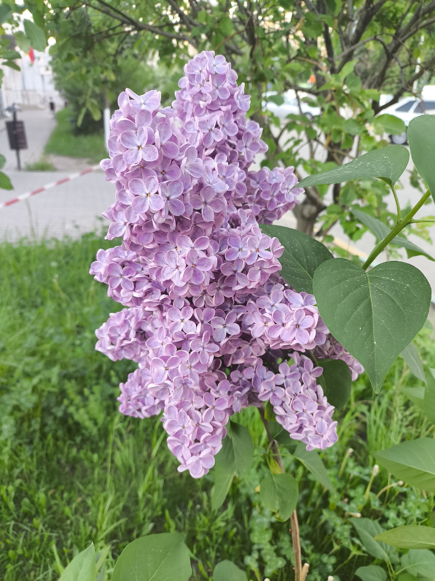 A close-up shot features a cluster of lilac flowers in full bloom, their pale purple petals tightly packed together. The flowers are accented by green leaves, some of which are heart-shaped. The plant is surrounded by green grass. In the blurred background, a sidewalk with a red and white painted barrier is visible, along with a building and a tree. A car is partially visible in the top right of the background, indicating an urban setting. The location is an unknown city.