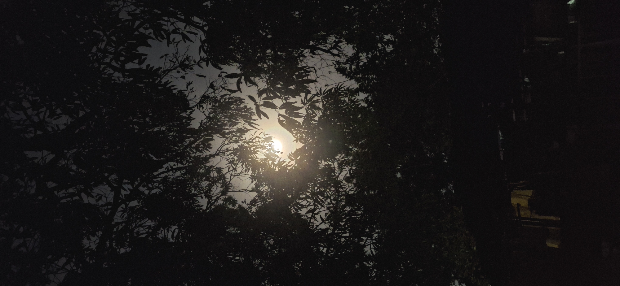 The image depicts a nighttime scene in an unknown area of Vallecito, Venezuela. Silhouetted trees and foliage dominate the foreground, obscuring much of the view. A bright light source, likely the moon or a streetlamp, is visible through the branches, creating a starburst effect. The sky is a pale gray. To the right, a dark structure is partially visible.