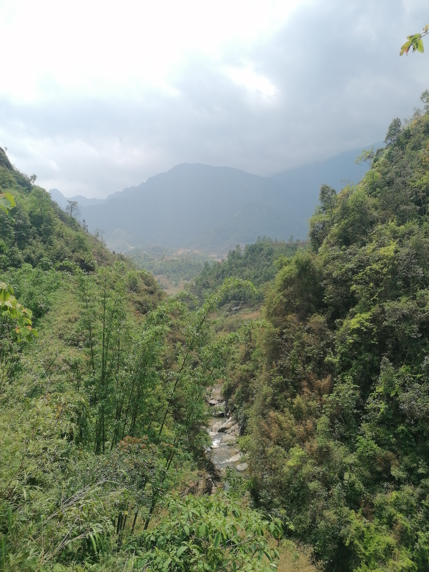 This image captures a lush, verdant mountain valley, likely in Cat Cat Village, Vietnam, under an overcast sky. The scene is dominated by dense, tropical foliage covering steep slopes on both sides of the valley. A winding river or stream with visible rocks flows at the bottom of the gorge, partially obscured by the trees.
The left slope shows varying shades of green, with some lighter patches suggesting open grassy areas or younger growth amidst the mature trees and bamboo stalks. A narrow, unpaved path or track can be faintly seen winding along this slope. In the mid-ground, deeper within the valley, agricultural terraces, characteristic of rice paddies, are visible, indicating human cultivation.
The right side of the valley is equally heavily forested, with a mix of broadleaf trees and bamboo. Distant mountains, shrouded in haze or cloud cover, form the backdrop, their contours soft and subdued against the light grey sky. A branch with green leaves extends into the upper right corner of the frame. In one of the cropped views, faint power lines or poles are discernible, suggesting modern infrastructure subtly integrated into the natural landscape.
The overall impression is one of a remote and tranquil natural environment, vibrant with greenery, typical of Southeast Asian highlands. The time of day appears to be daylight, but the weather is cloudy or hazy, diffusing the sunlight and creating a soft, even illumination. There is no visible text in the image.