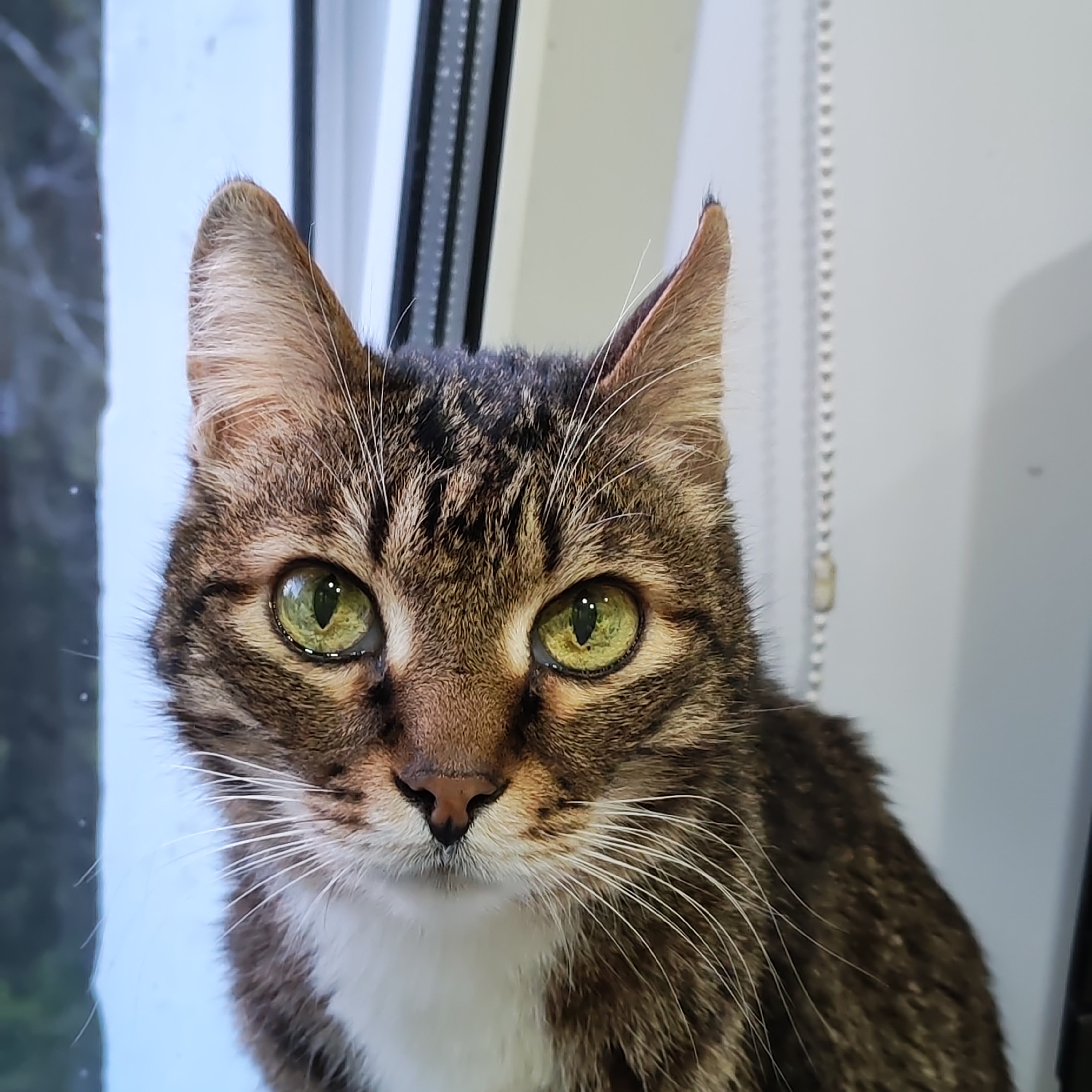The image shows a close-up of a tabby cat with green eyes. The cat has a brown and black striped coat with white markings on its chest and face. The background includes a window and blinds, suggesting an indoor setting. The location in the city of Chaikovsky, Russia is not discernible from the image.