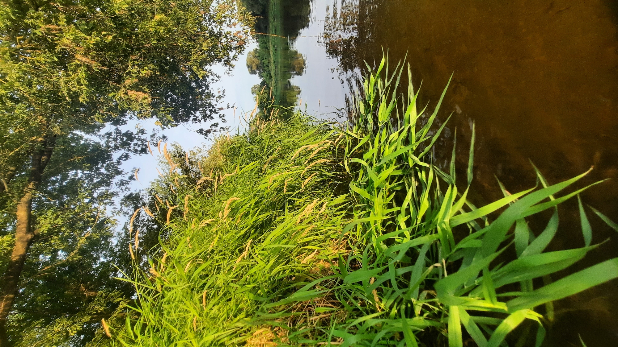 The image depicts a tranquil natural scene along the banks of a river, likely the Dnieper River, in the vicinity of Shklov, Belarus. Lush green grass and reeds dominate the foreground, with some stalks reaching into the calm, brown water. The sunlight illuminates the foliage, highlighting its vibrant green color and casting subtle shadows. Towering trees with dense green leaves form a canopy overhead, framing the sky and adding to the serene atmosphere. The river itself is still and reflects the surrounding trees and the clear sky. In the distance, across the river, the opposite bank is lined with more trees, suggesting a natural, undeveloped landscape. The overall impression is one of peaceful, undisturbed nature on a clear day.