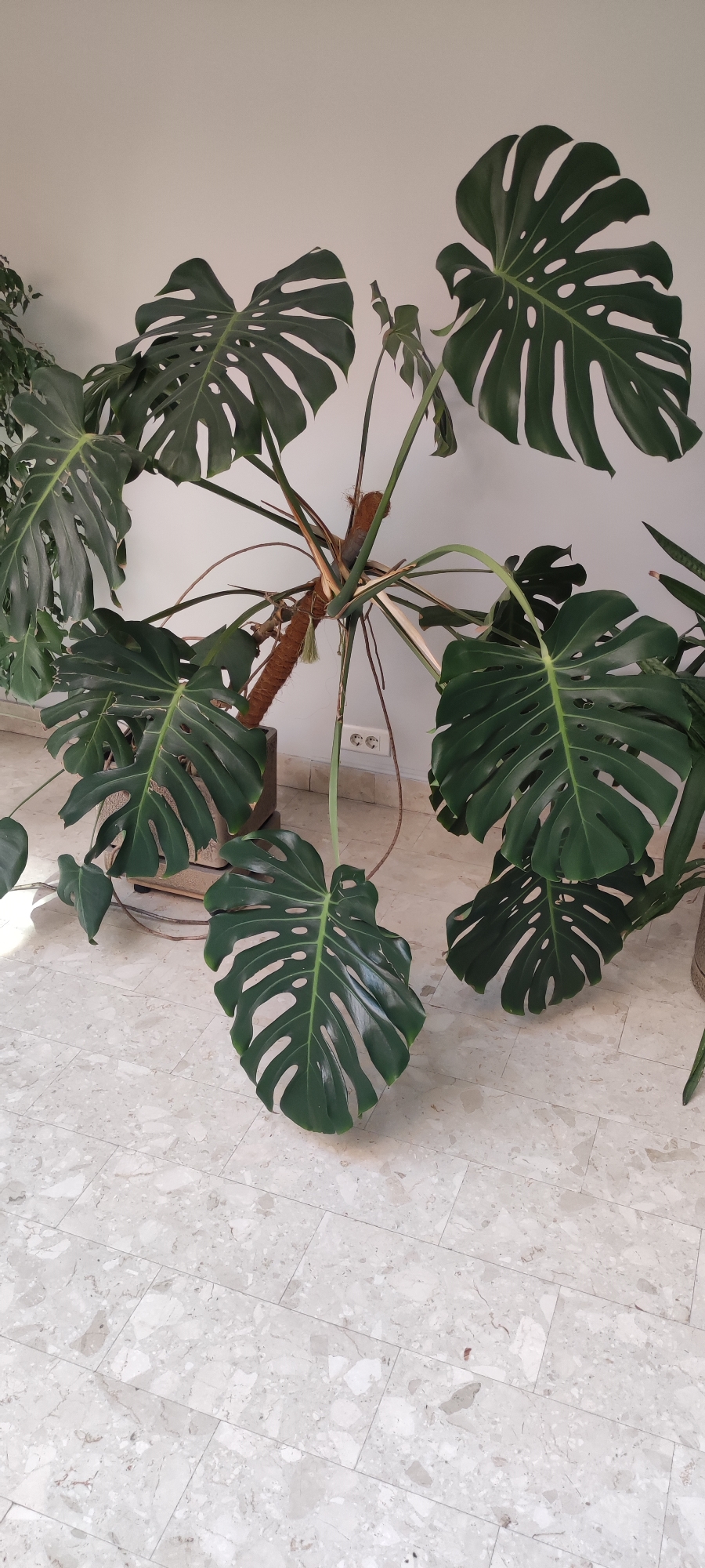 A large Monstera Deliciosa plant with distinctive split leaves is positioned on a light-colored, marbled tile floor against a plain white wall. The plant is in a dark planter and has a thick, moss-covered support pole. Several electrical outlets are visible on the wall behind the plant, as well as cords leading from an unseen electrical device. The scene appears to be indoors, possibly in a residential or commercial space. There is no indication of the city of Rosinka, Russia, in the image itself.