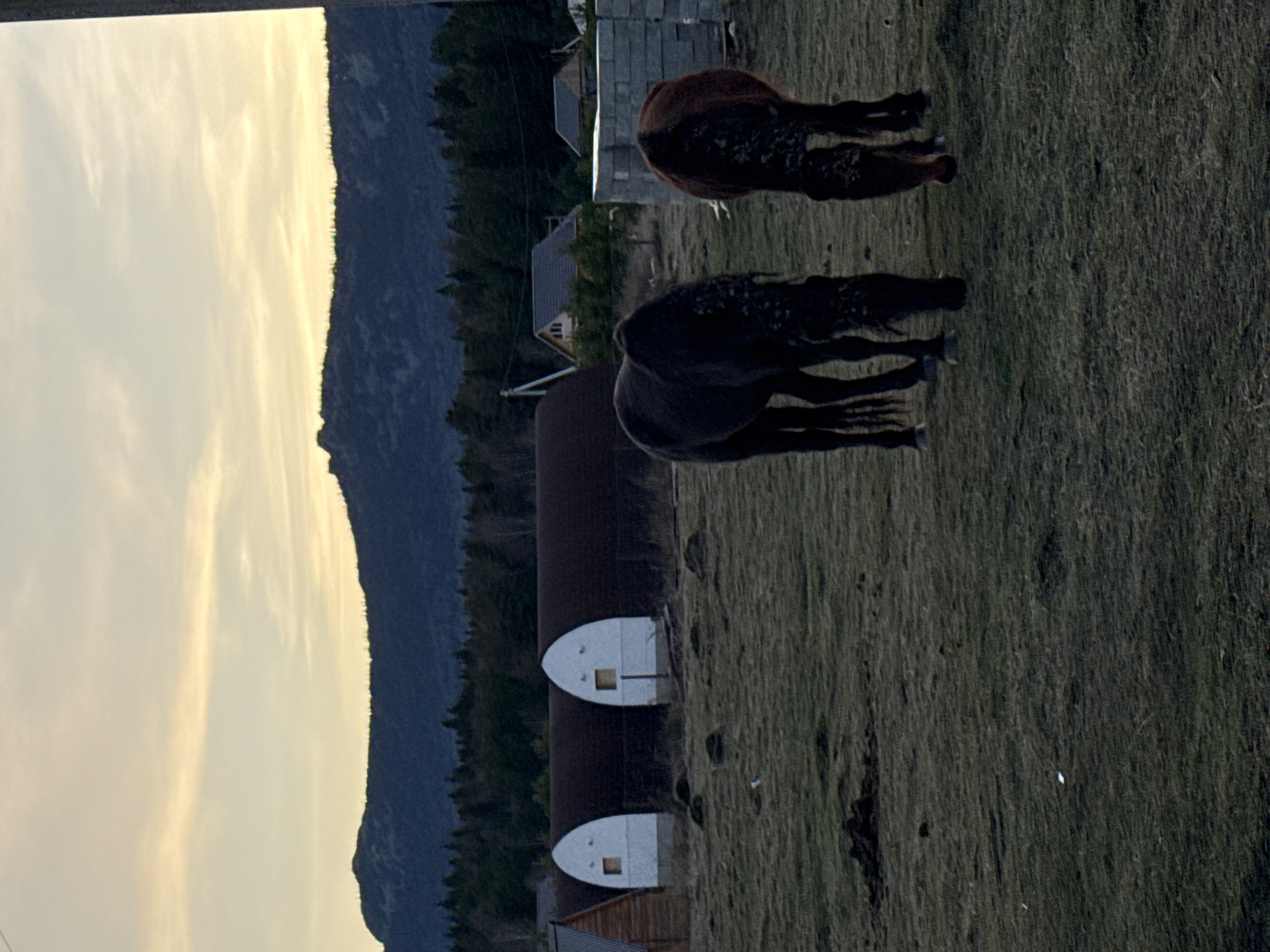 Two horses graze in a grassy field, with a dark cylindrical structure featuring white doors and windows nearby. In the background, a mountain range meets a light-colored sky. Buildings and trees are also visible between the cylindrical structure and the mountain. The city of Tyulyuk is the nearest known town.