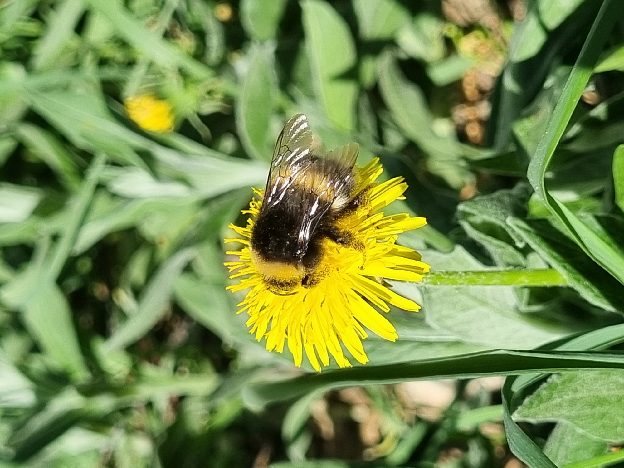 A medium shot captures a bumblebee, predominantly black with yellow bands, positioned on a bright yellow dandelion flower. The flower is in full bloom with numerous petals extending outwards. The background consists of blurred green foliage, including blades of grass and other dandelion leaves. Another, less prominent dandelion flower is visible in the background as well. The image appears to be taken outdoors, likely in a natural or semi-natural setting. The scene is located in an open-air location in Chaikovsky, Russia, specifically identified as a natural environment.