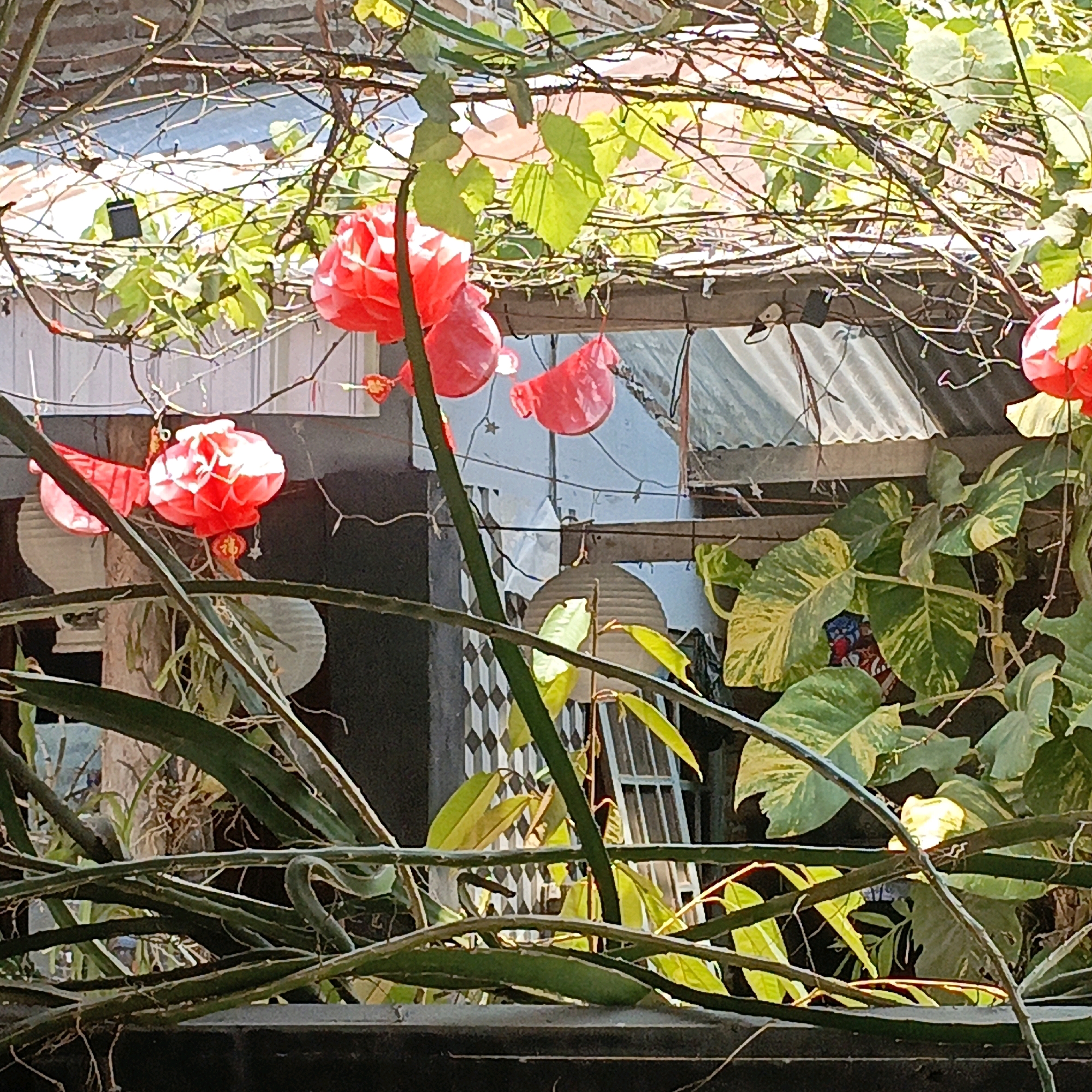 The image depicts an outdoor scene possibly in a residential courtyard in Salatiga, Indonesia. The foreground is dominated by the tangled branches of a plant, possibly a dragon fruit cactus, with thick, green stems and some visible roots. Amongst these branches, several red paper lanterns are suspended. One prominent lantern, a vibrant red, is in focus, exhibiting a hexagonal pattern. Behind the foreground foliage and lanterns, a corrugated metal roof is visible, suggesting it might be part of a building or an awning. Beneath the roof, a dark wall with a diamond-patterned tile accent is visible, and a window with a metal grate can be seen. Further in the background, lush green leaves, some with yellow variegation, are abundant, indicating a tropical or subtropical climate. The overall impression is one of an outdoor space decorated for a festive occasion or simply adorned with colorful lanterns and abundant greenery. There are no people visible in the image.