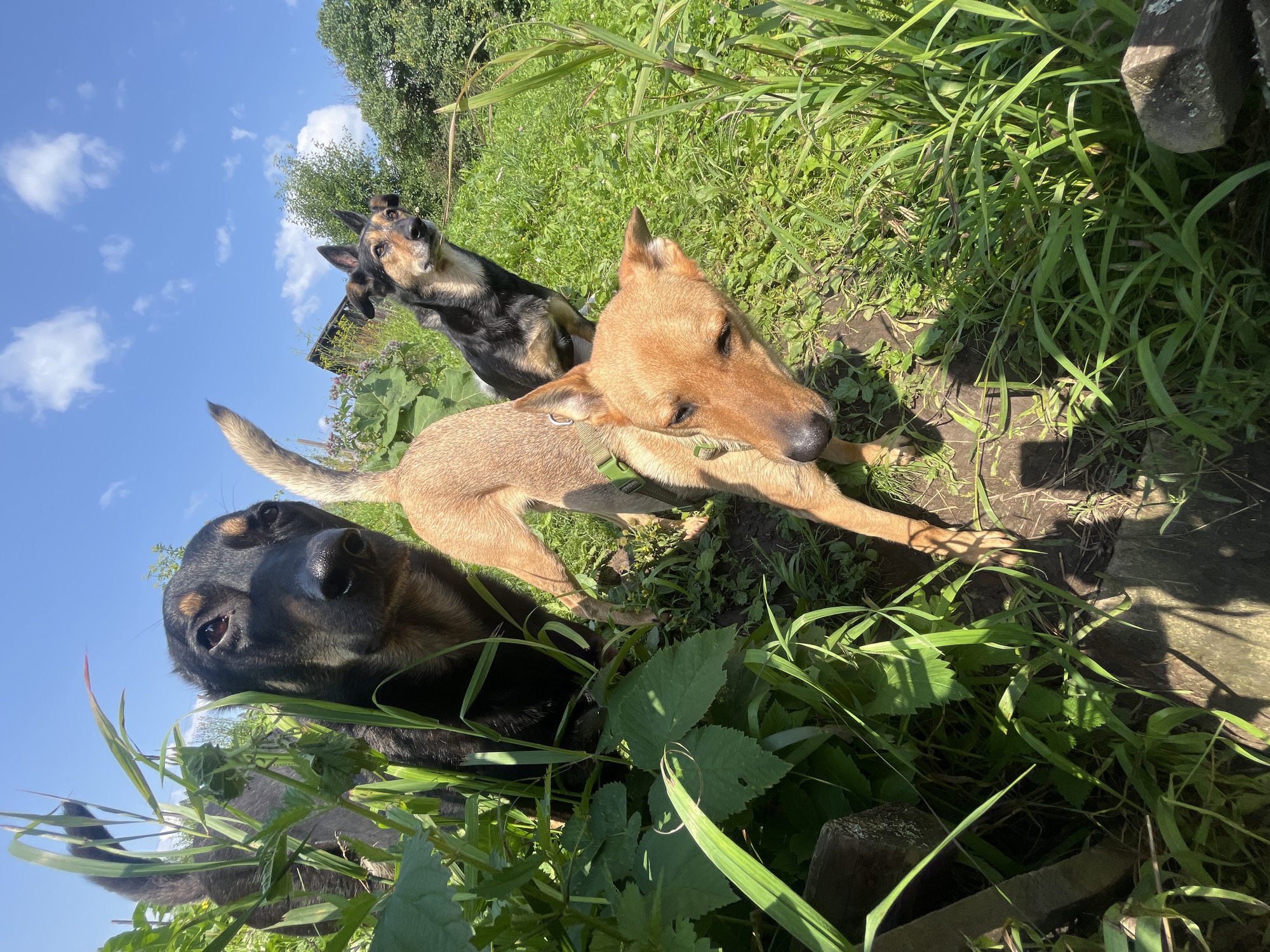 Three dogs are in a grassy area with sunlight and blue sky with clouds overhead. The dog in the foreground is tan with a green collar and is looking down. Behind it and to the left is a black and tan dog looking towards the camera. Further back and to the right is another black and tan dog looking to the side. There is green grass and plants all around them. The image was taken in the city of Nizhny Tagil, Russia.