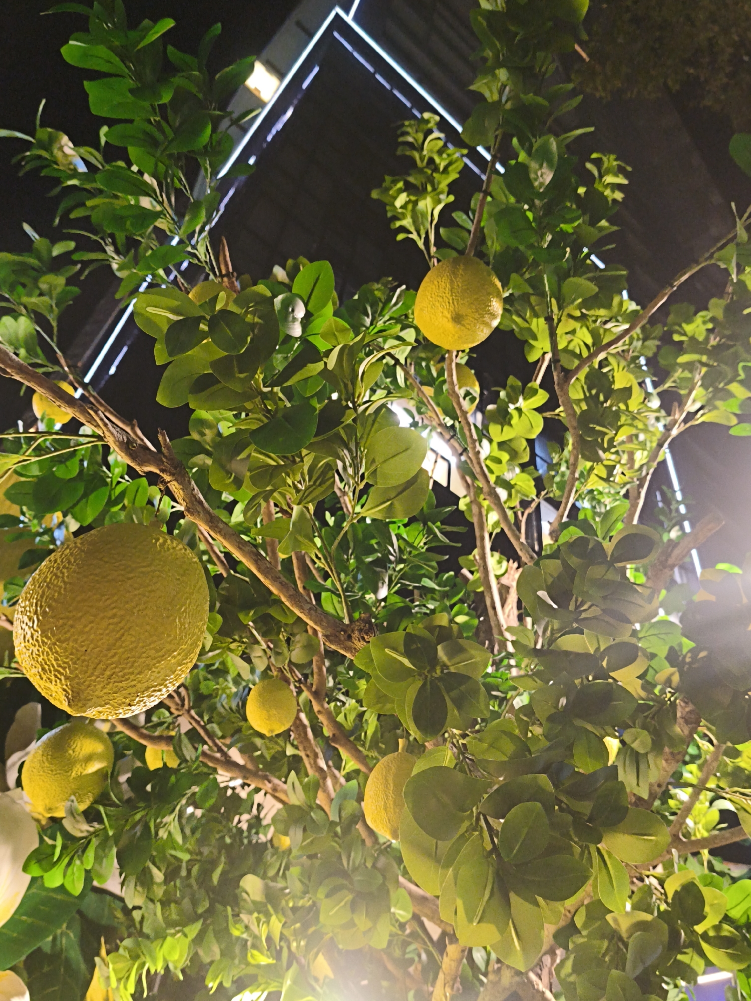 This is a close-up, low-angle, indoor photograph of a lemon tree with several lemons and green leaves. The tree branches are visible, some appearing weathered. The background is dark, with faint white linear lights creating a geometric pattern at the top, suggesting an artificial environment like a restaurant or indoor garden. Several lemons are prominent: one large, textured lemon is in the lower left, another large, textured lemon is in the upper right, and smaller lemons are scattered throughout the branches. The lighting is warm and appears to be artificial, creating bright highlights on the lemons and leaves. The scene is devoid of people. The image composition focuses on the fruit and foliage of the tree.