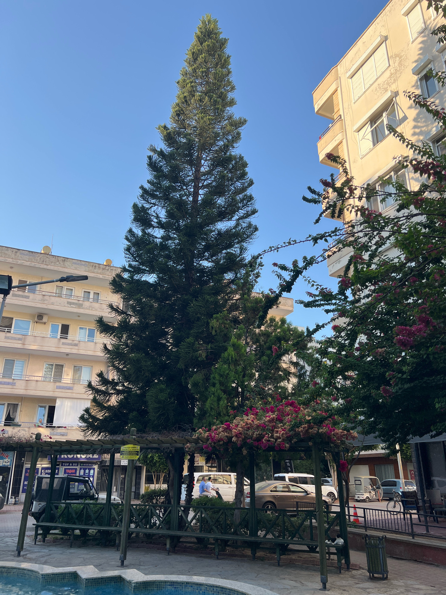 In Alanya, Turkey, a tall evergreen tree dominates the frame, its branches reaching towards a clear blue sky. Adjacent to it, a light-colored building with multiple windows and balconies rises, its facade showing signs of wear. Pink and red flowers cascade from trellises in the foreground, framing a wooden pergola with benches. Beyond the pergola, several vehicles are visible, including a white SUV, a tan sedan, a small white vehicle, and a bicycle. A street lamp stands to the left of the frame, and a fountain is partially visible in the lower left corner. The scene suggests a public space within a city, possibly a park or a plaza, with the background indicating urban development.