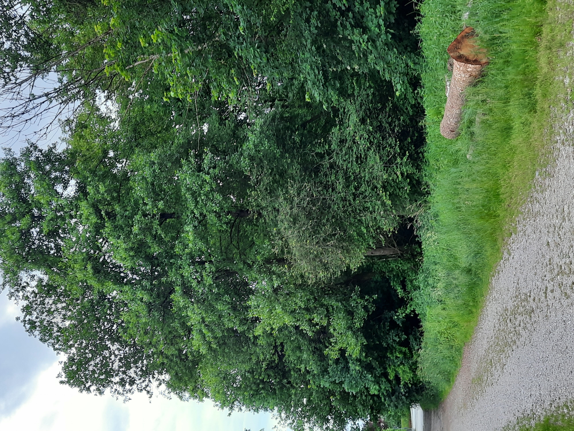 The image depicts a tree trunk lying on the ground amidst tall green grass. A gravel path runs alongside the grass. In the background, a dense row of green trees forms a natural barrier. The sky above is overcast with clouds. The scene appears to be an outdoor, natural setting, possibly a park or a wooded area, with no people or specific buildings visible. The location in the city of Rosenheim, Germany is not explicitly identifiable from the visual information provided.