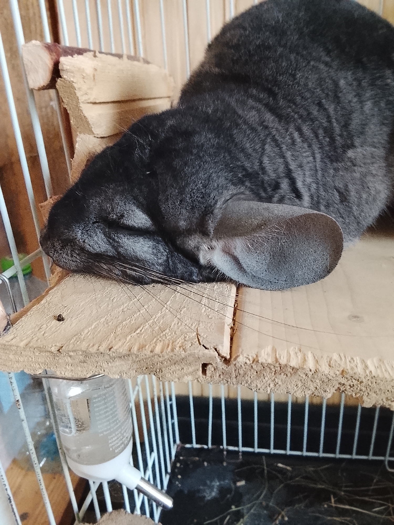 A gray chinchilla is sleeping on a wooden platform inside a cage. A water bottle is attached to the cage bars below the platform. The cage is in an indoor environment. There is no evidence of the location.