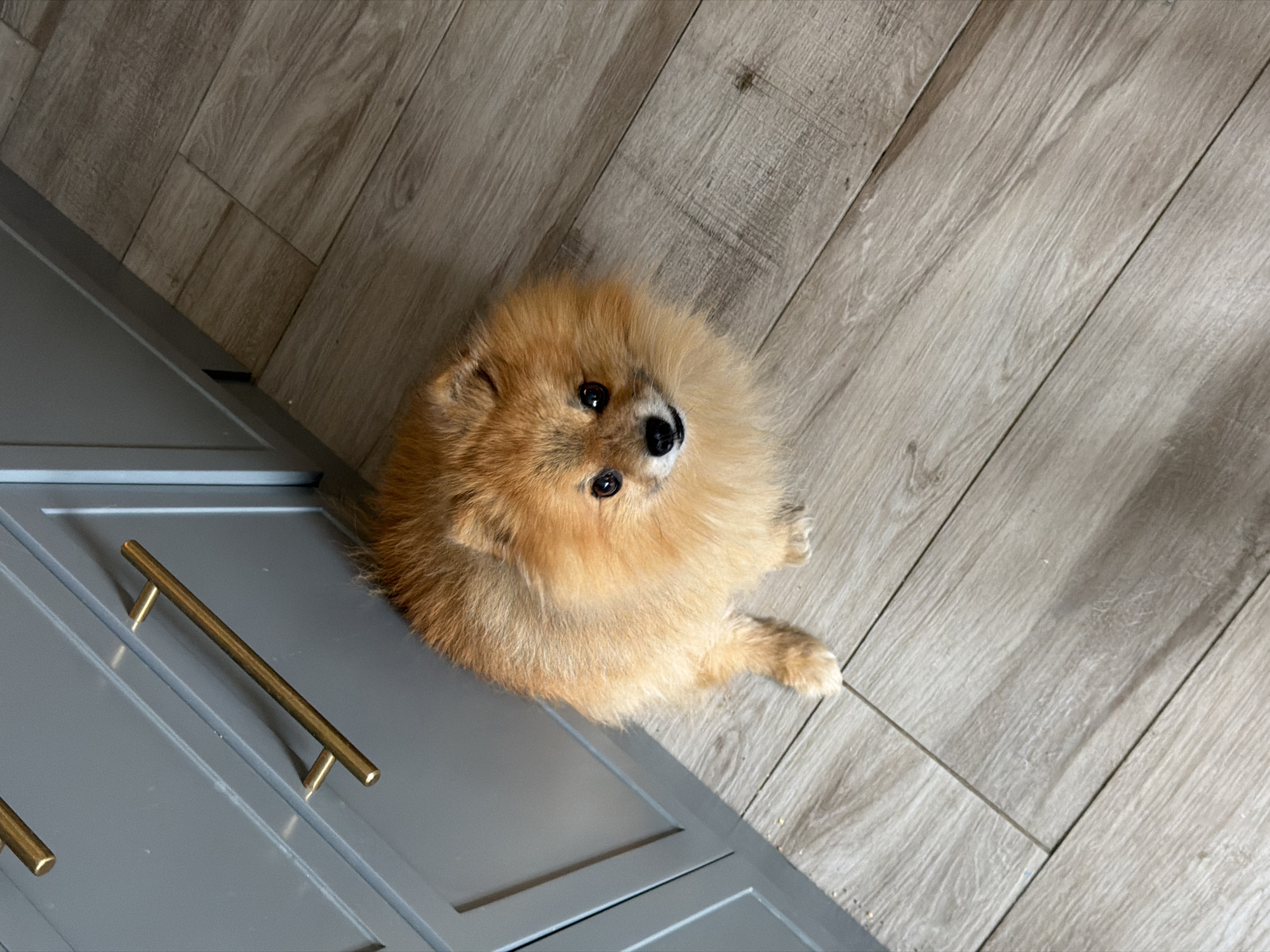 A medium-sized, golden-brown Pomeranian dog lies on a light gray wood-patterned floor next to a gray cabinet with gold-colored handles. The dog is looking up toward the camera. The location is unspecified.