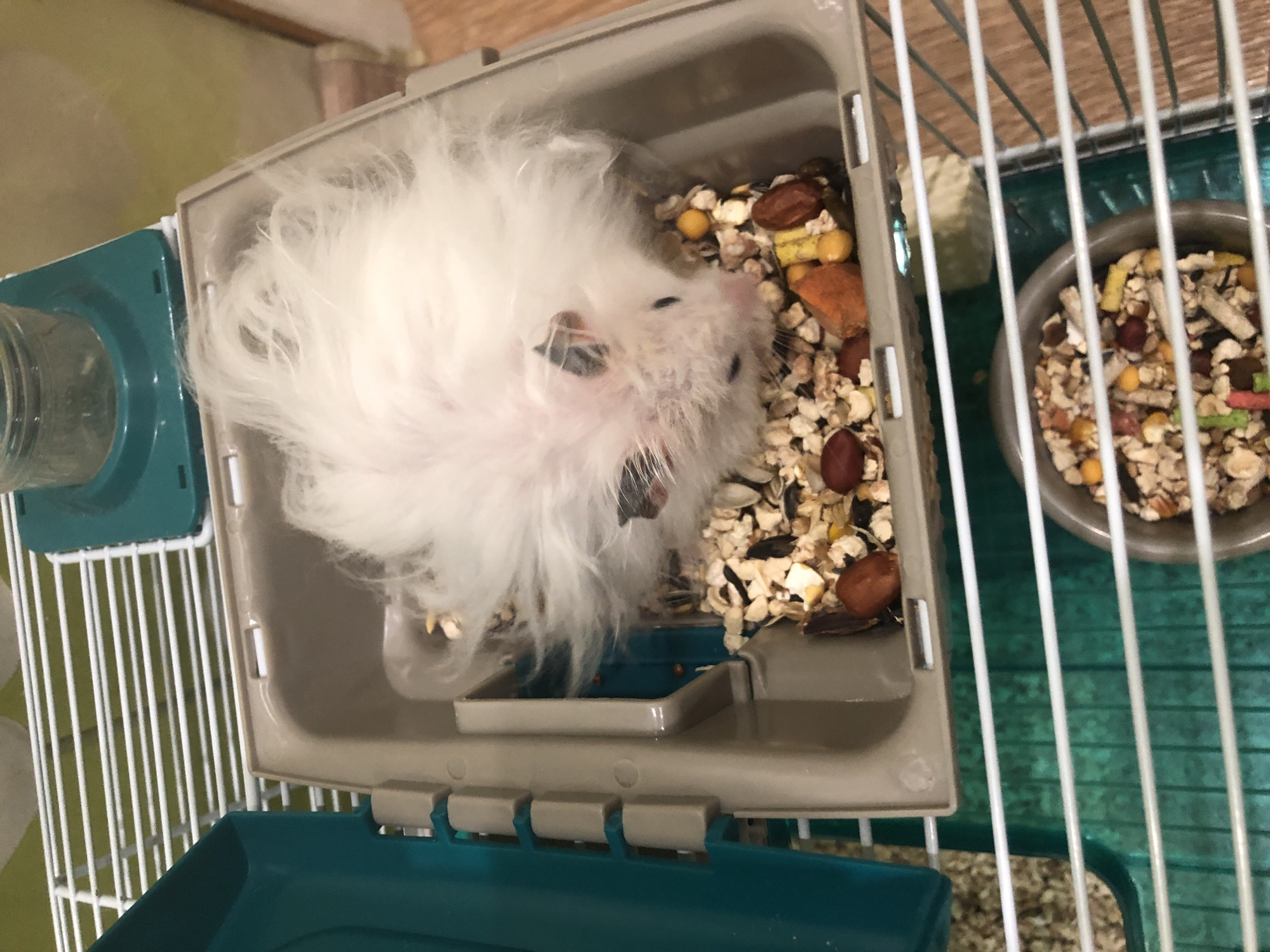 A fluffy white hamster is inside a plastic food dish within a cage. The hamster is partially submerged in a mixture of seeds and nuts. The hamster's face is visible, with its eyes closed and its fur ruffled. The cage is made of white wire and has a teal plastic lid on the left side. A water bottle with a green base is attached to the top of the cage. The scene is indoors, with a wooden floor visible in the background. There is no visible indication of the city of Solikamsk, Russia.