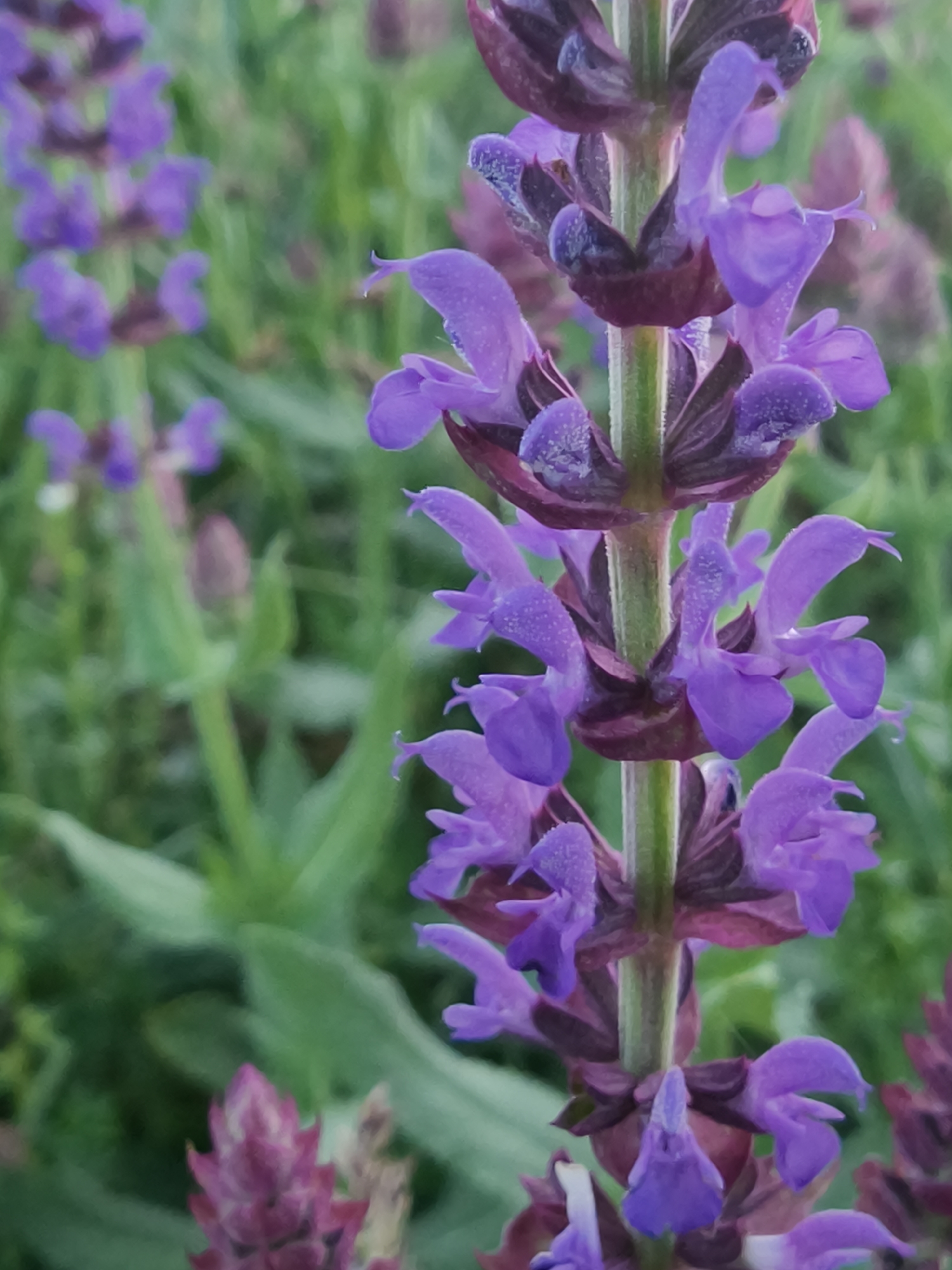 The image shows a close-up of a purple salvia plant in bloom, likely in a garden or natural setting. The plant has a central green stalk with clusters of purple flowers at regular intervals. Other salvia plants are visible in the background. The setting is likely in the Shyroka Dacha area in Ukraine. There is a general out-of-focus backdrop with green vegetation. No people are visible.