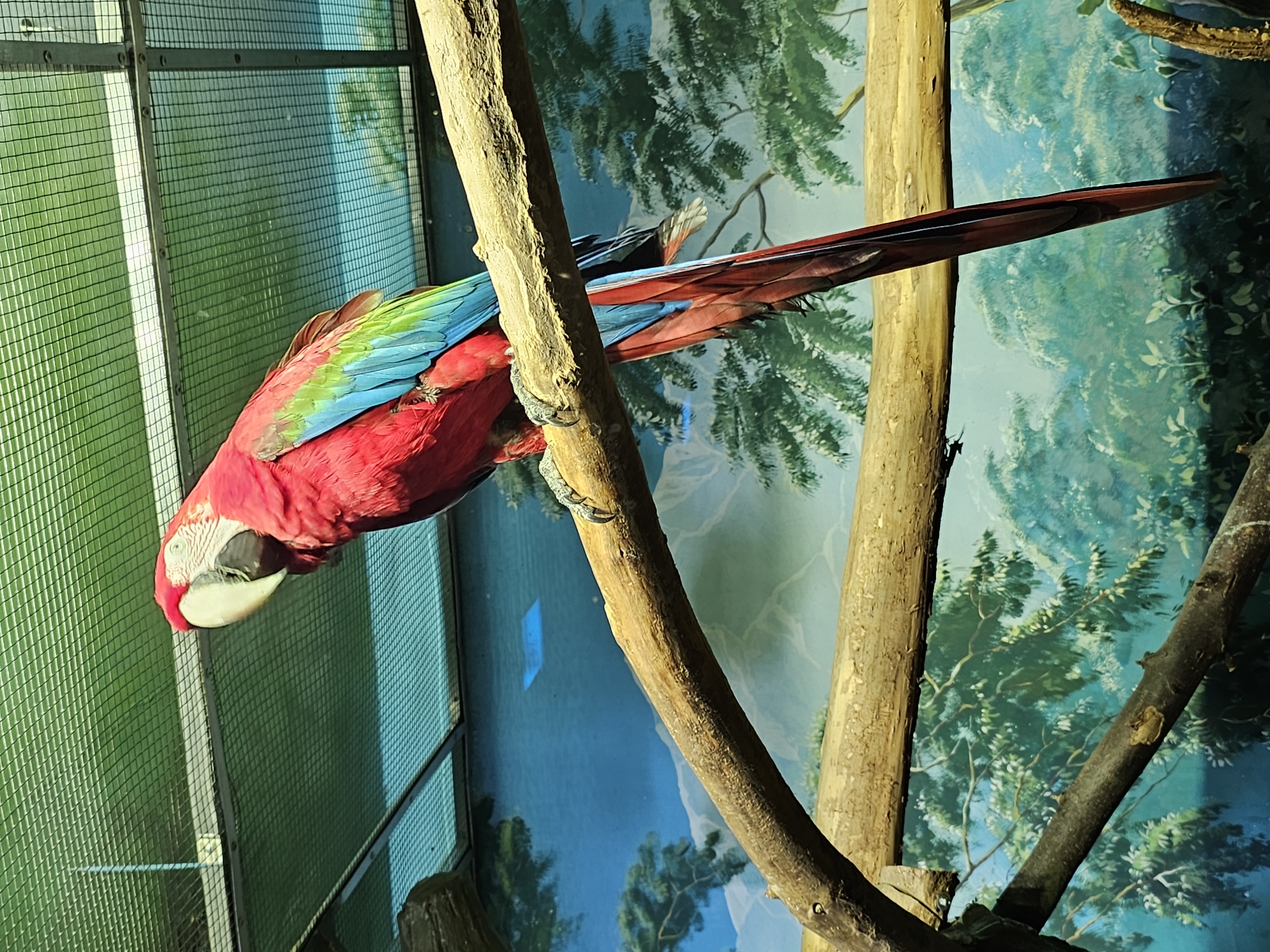 A macaw parrot is perched on a branch inside an enclosure. The bird has a predominantly red body, with blue and green wing feathers, and a white face with a black beak. The branch is a light brown color and is part of a larger wooden structure within the enclosure. In the background, there is a wall painting depicting a forest scene with blue skies and green trees. The enclosure also has a metal mesh barrier. The location in the city is unknown.
