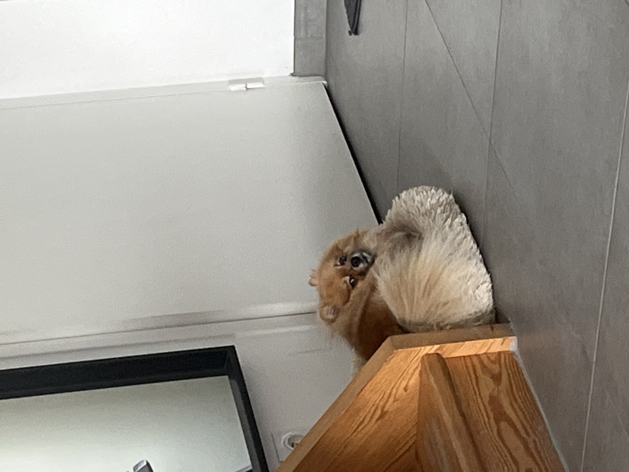 A low-angle, indoor photograph features a small, fluffy, light brown dog perched on a wooden structure. The dog's body is mostly curled away from the viewer, but its head is turned, revealing its dark eyes looking directly towards the camera with a curious or watchful expression. Its fur is shaggy and appears light tan or cream.
The wooden structure, which occupies the lower and central foreground, could be a staircase banister, a shelf, or a similar architectural element. It exhibits a prominent wood grain pattern. To the left of the dog is a plain white wall or surface, extending into the upper left of the frame. Behind the dog and to its right is a grey wall, which appears to be tiled, given the faint vertical and diagonal lines suggesting grout or paneling. In the lower-left corner, a segment of a black-framed object, possibly a mirror or picture frame, is visible.
The scene depicts an interior setting, likely a modern home or building in Chambœuf, France, characterized by clean lines, wooden elements, and neutral-colored walls. The lighting is soft and diffused, indicating an indoor environment, likely during daylight hours. No discernible text is visible in the image.