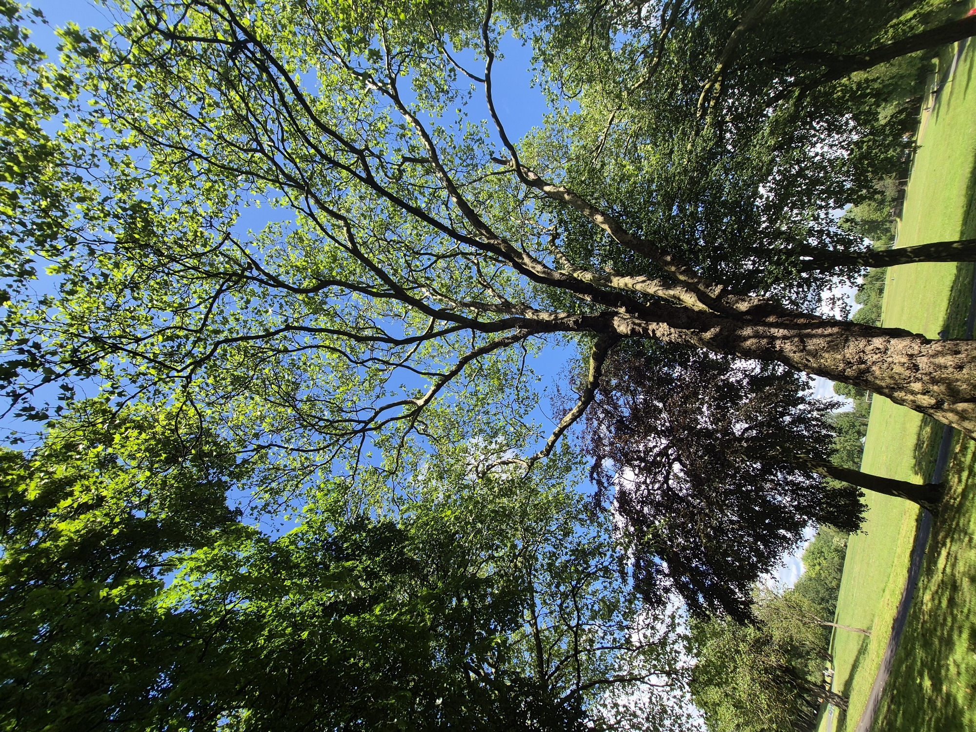 The image captures a low-angle view looking up at the canopy of trees in a park setting. The bright blue sky serves as the backdrop for the lush green leaves and intricate branches of several mature trees. In the foreground, a large tree trunk with rough bark is prominently featured, casting dappled shadows on the grass below. To the left and right, other trees with varying shades of green foliage are visible, creating a layered effect. A path curves through the grassy expanse in the middle ground, with more trees and distant greenery stretching towards the horizon. The overall impression is one of a vibrant, sunlit park on a clear day. The location is specified as Sandwell, United Kingdom.