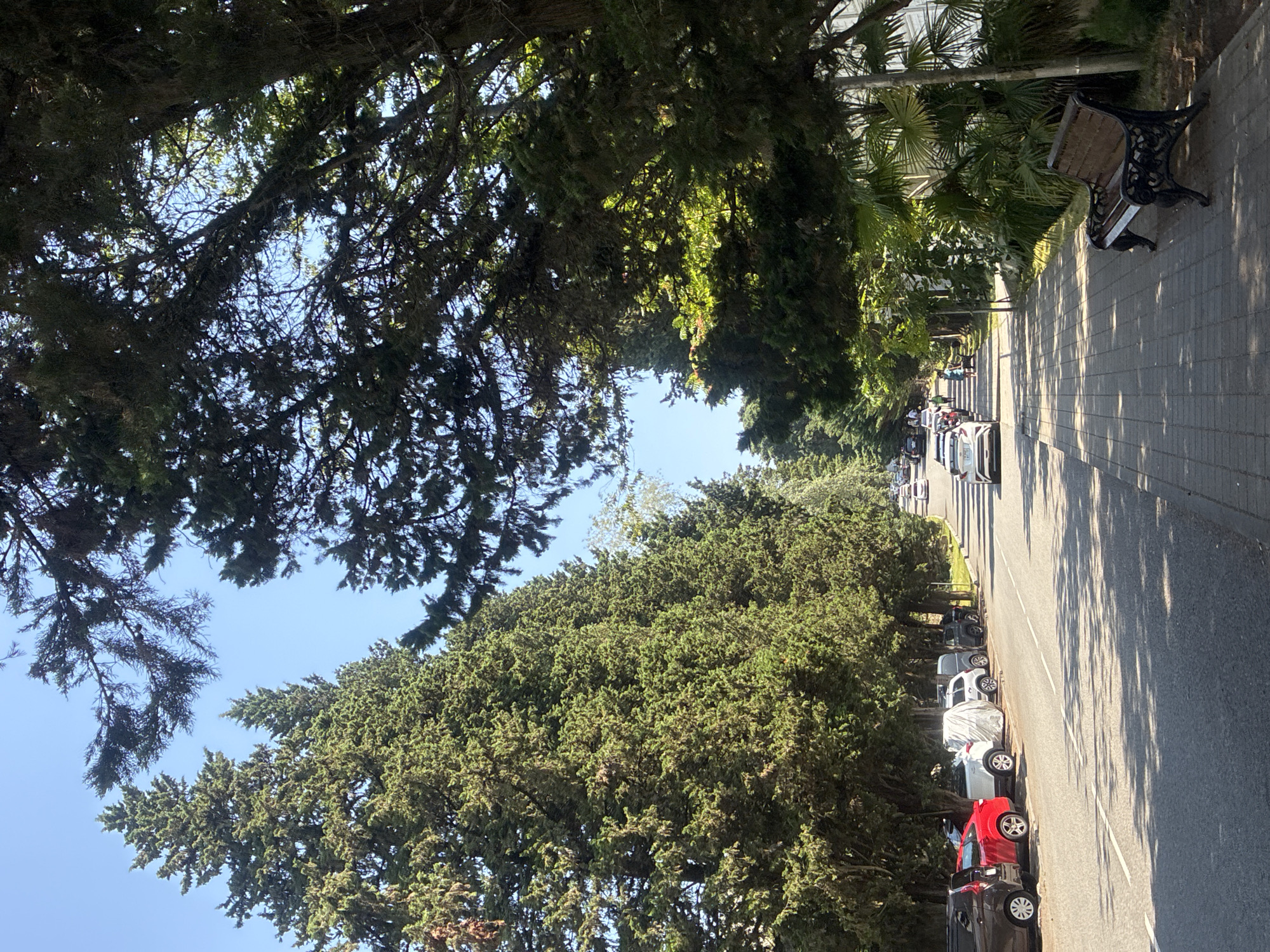 The image captures a street scene in Sochi, Russia, on a clear, sunny day. The road is lined with tall, mature cypress trees that cast dappled shadows on the asphalt and the adjacent paved sidewalk. On the left side of the road, several cars are parked along the curb, including a dark SUV, a red sedan, a white SUV covered with a tarp, and other vehicles further down the street. The sidewalk features a black metal park bench with a wooden seat, positioned in the foreground. Beyond the sidewalk, lush greenery and palm trees are visible. In the distance, the road continues, with more cars and a few pedestrians walking along the sidewalk. The sky is a bright, cloudless blue.