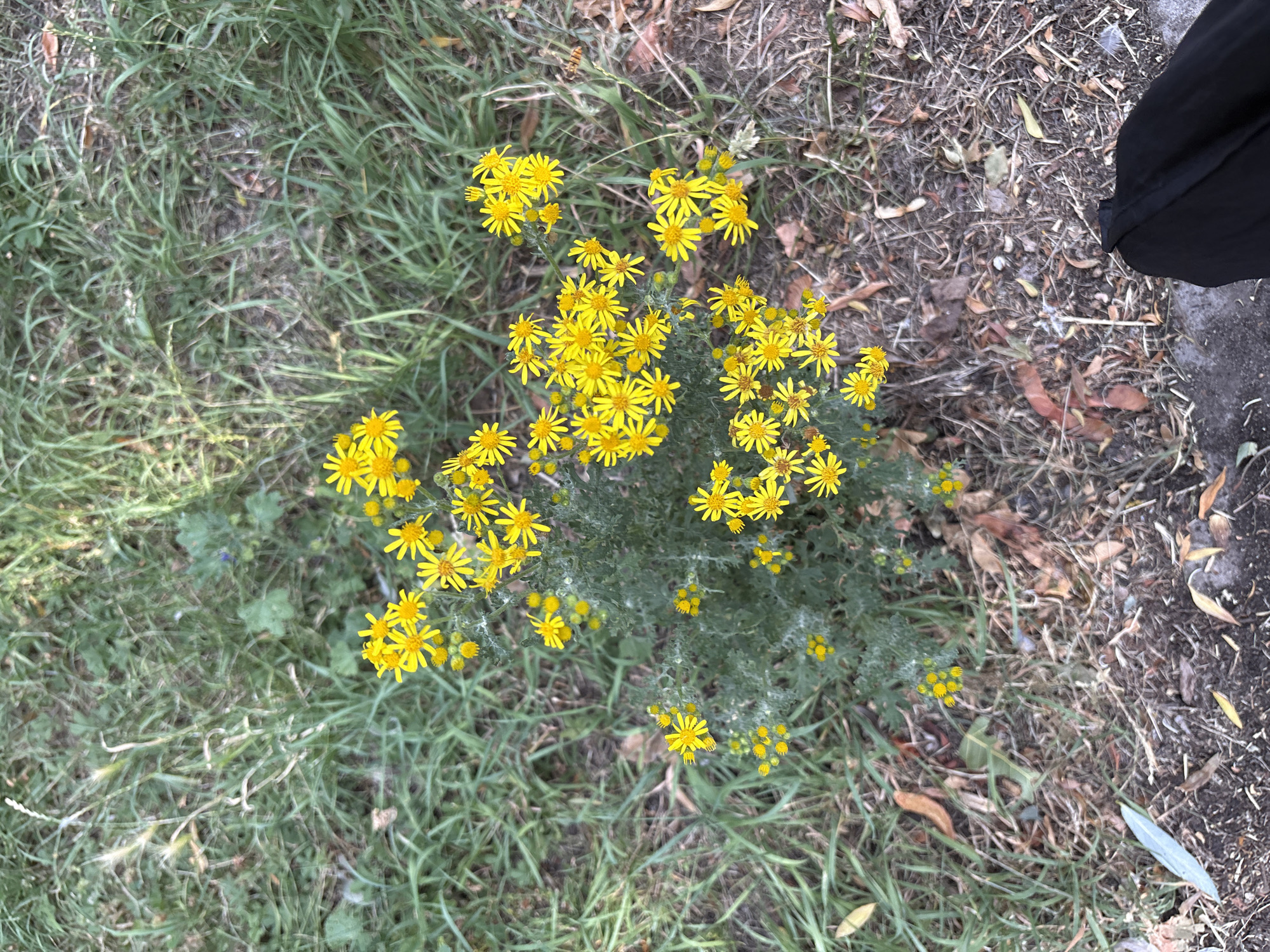 The image depicts a patch of ground with short green grass, dry leaves, and a cluster of small yellow flowers. The flowers are blooming on a low-lying green plant with delicate, feathery leaves. Some of the flowers are fully open, showing their ray florets, while others are still in bud. The ground around the plant is covered in a mixture of dry grass, fallen leaves, and soil. In the bottom right corner of the image, a portion of dark fabric, likely clothing, is visible. The overall scene suggests an outdoor, naturalistic setting, possibly a verge or unkempt garden area. The presence of green grass and yellow flowers indicates it is likely springtime or summer. The image does not contain any specific landmarks or features that would allow for precise location identification within Chelmsford, United Kingdom.