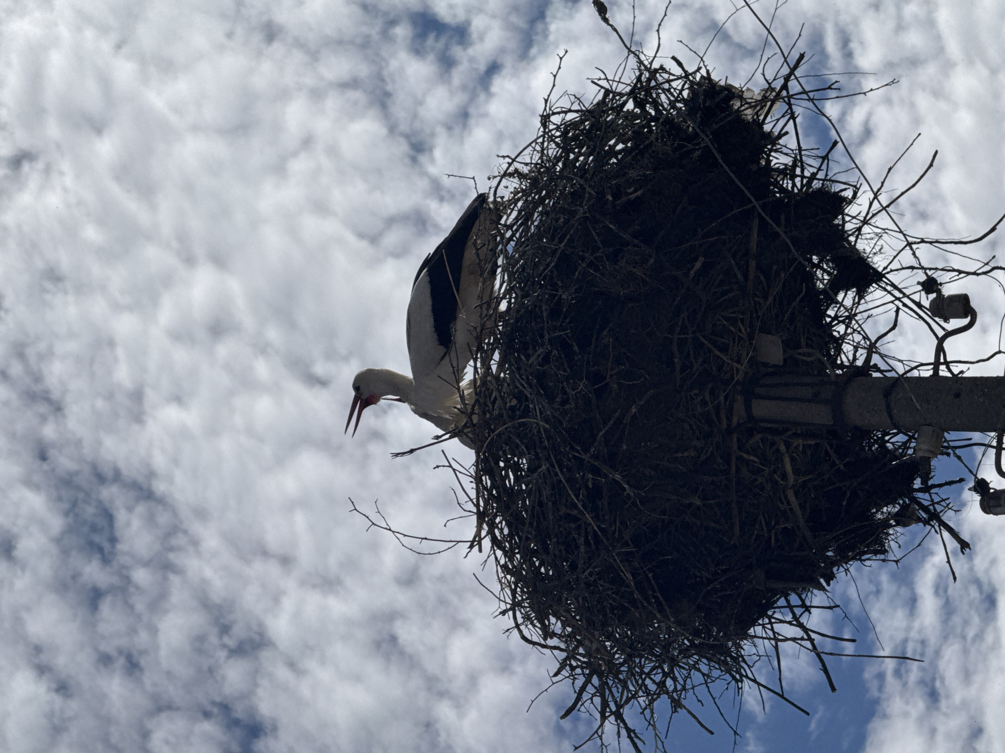 A low-angle shot shows a white stork with black wing markings standing in its large nest, which is constructed of sticks and twigs. The nest sits atop a pole with electrical equipment. The background is a sky filled with white clouds. The location is Krushovitsa, Bulgaria.