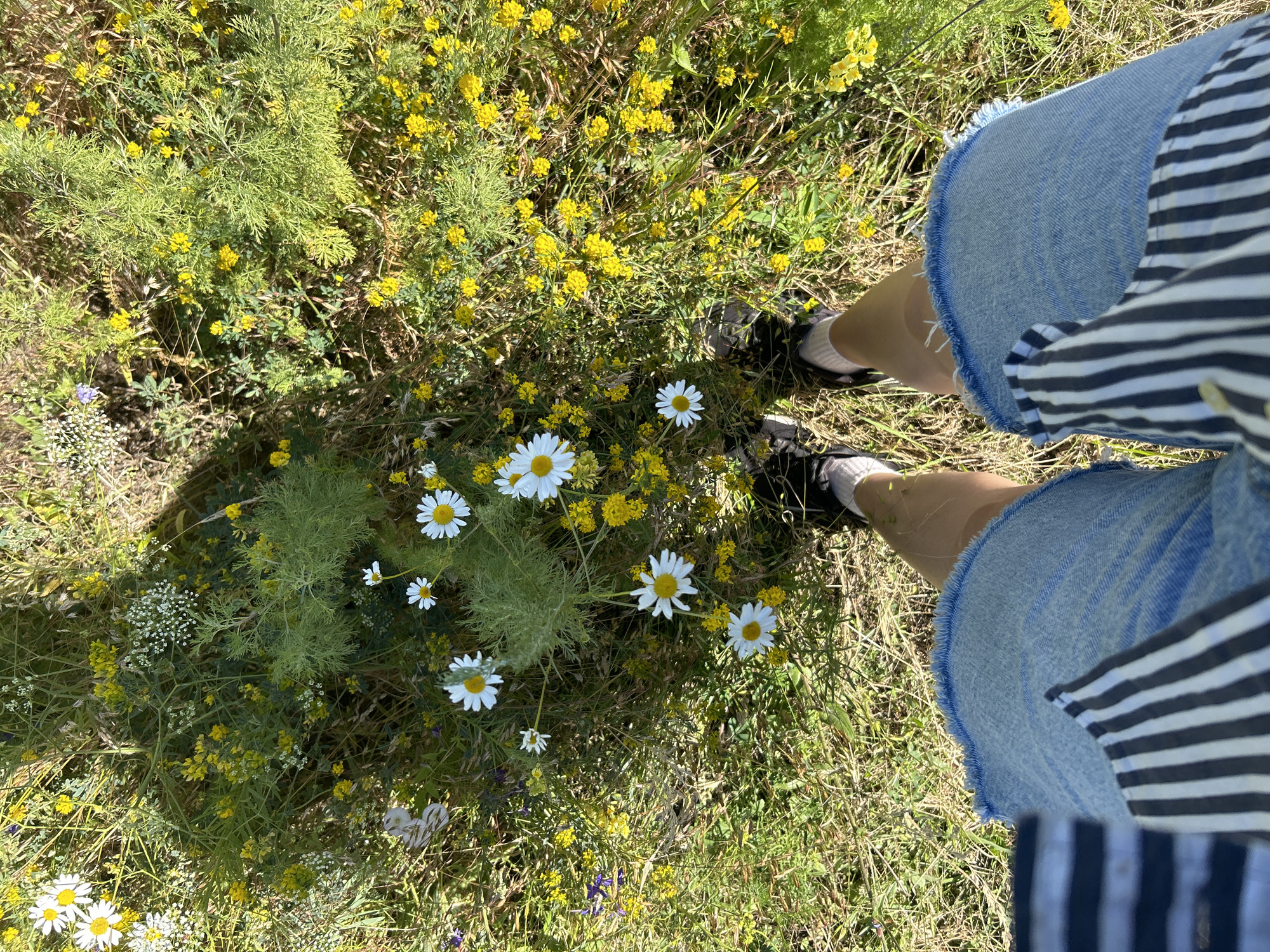 An overhead shot shows a person standing in a field of wildflowers near Krasnyi Yar, Russia. The person is wearing denim shorts and a striped shirt. The field is abundant with yellow and white flowers, interspersed with green foliage. Sunlight casts shadows across the ground, indicating it is daytime. The scene is natural and unpopulated, focusing on the interaction between the person and the floral landscape.