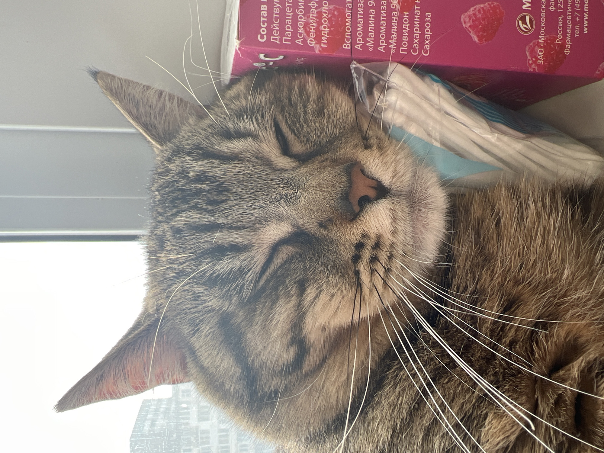 The scene depicts a domestic tabby cat resting in a close-up indoor shot, located in Izhevsk, Russia. The cat, exhibiting brown and grey striped fur, is seen with its eyes closed, presumably sleeping, with its head resting against a magenta-colored cardboard box. Prominent white whiskers extend from the cat's muzzle, and its nose is a pinkish-brown. Between the cat's head and the box is a clear plastic-wrapped item containing opaque white, elongated objects. The magenta box features Russian text, including "Парацетам" (Paracetamol), "Аскорбин" (Ascorbic acid), and "Фенилэфр" (Phenylephrine), along with "Малина" (Raspberry) flavoring, indicating a pharmaceutical product. The manufacturer is identified as a Moscow-based pharmaceutical company. The box also displays images of red raspberries. The background, viewed through a window, consists of out-of-focus multi-story urban buildings under an overcast sky. The cat and objects are positioned on a light-colored surface, likely a windowsill.