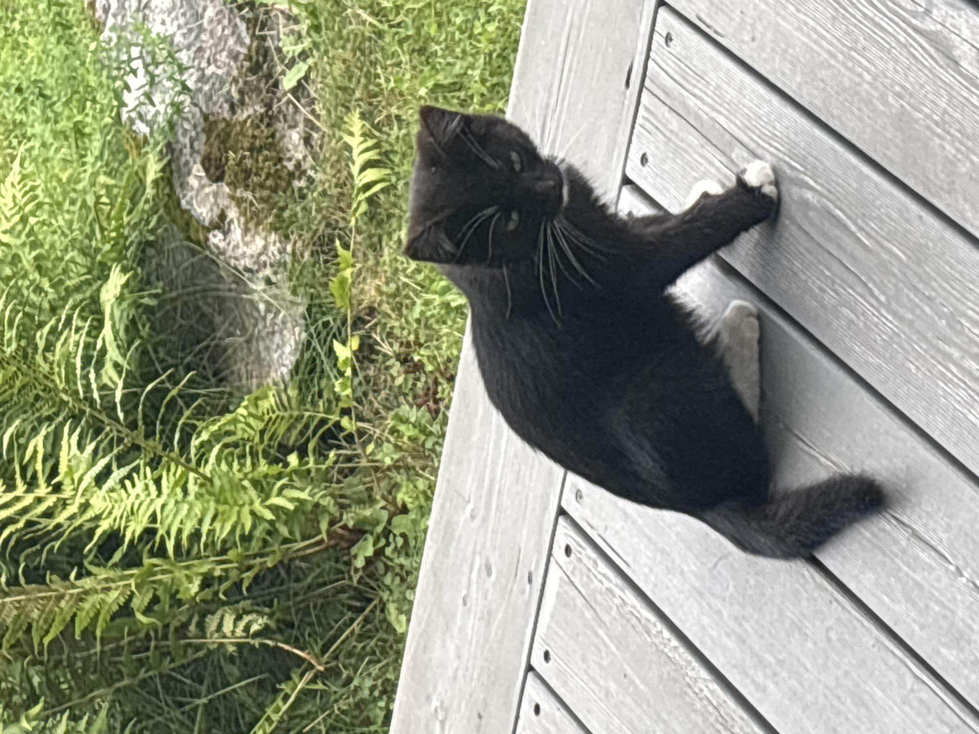 A black cat with white paws and whiskers sits on a grey wooden deck. Behind the deck, there are green ferns and grass, with a large grey rock visible. The scene is set outdoors, likely in Zvenigorod, Russia. The cat is looking directly at the camera with its eyes partially closed, appearing somewhat wary. The lighting suggests it is daytime.