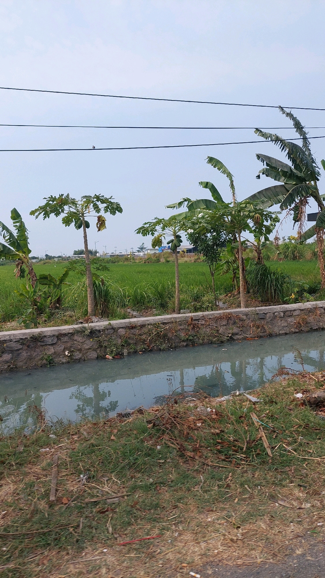 A natural landscape scene is captured in the city of Ketimang, Indonesia. The foreground features a dirty canal with murky, light blue water. Along the canal's edge is a rough, stone retaining wall. Beyond the wall, lush green rice fields stretch into the distance, bathed in the soft light of an overcast sky. Several papaya trees with green fruit are visible in front of the rice fields, along with banana trees. Overhead, thin power lines crisscross the sky, with a small bird perched on one of the lines. The overall impression is one of rural serenity, despite the presence of man-made power lines.