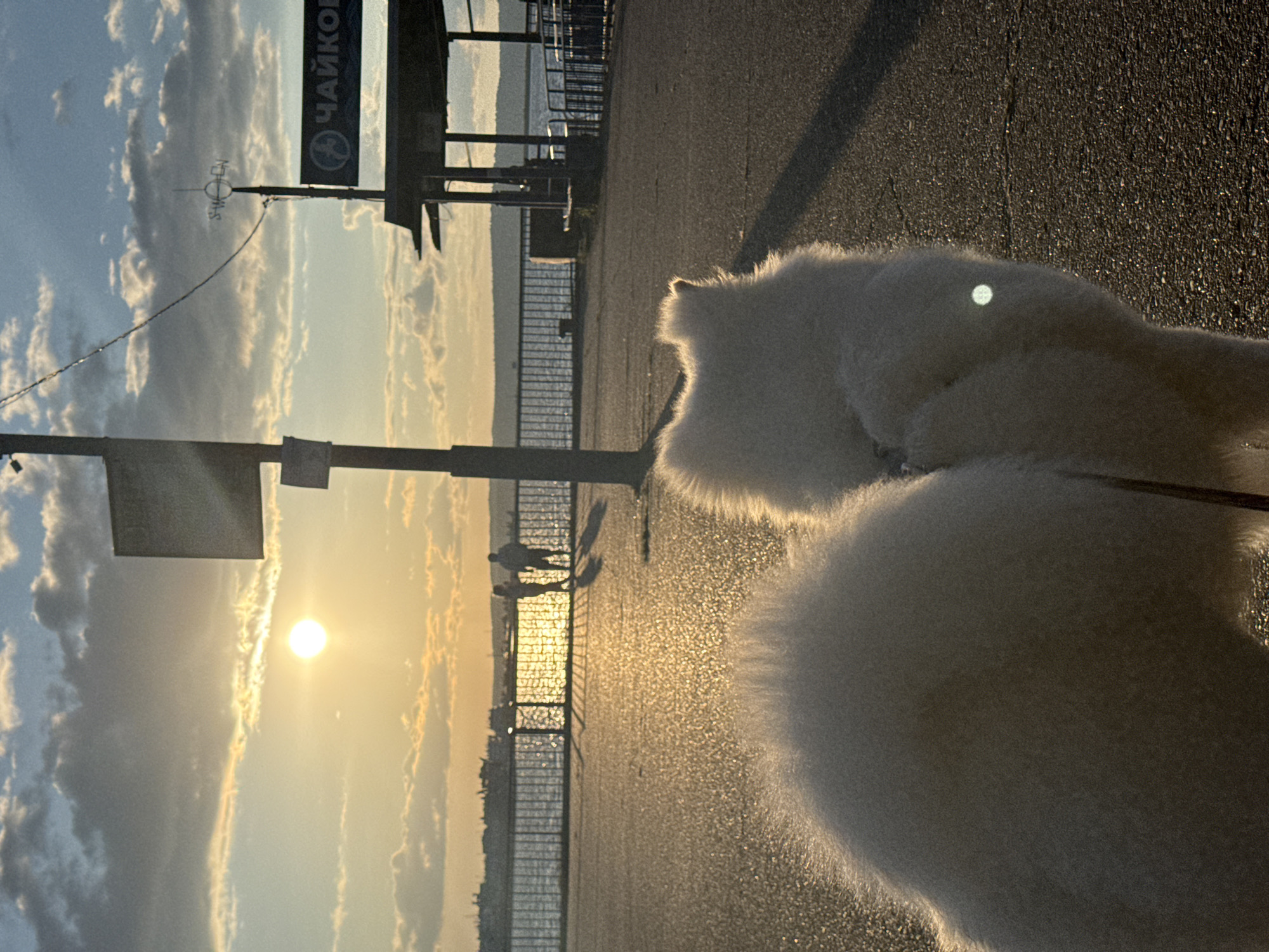 The image depicts a waterfront promenade at sunset in Chaikovsky, Russia. In the foreground, the back of a fluffy white dog is visible, facing away from the camera towards the scene. The dog appears to be a Samoyed or similar breed. Beyond the dog, a paved promenade stretches towards the horizon. Two silhouetted figures, one adult and one child, stand near a railing that separates the promenade from a body of water. Ships are visible in the distance on the water. The sun is low in the sky, casting a warm, golden light and long shadows. In the background, a sign with Cyrillic lettering, "ЧАЙКОВ," is visible on a covered structure, indicating a location within the city of Chaikovsky. A weather vane is also mounted on a pole. The sky is filled with clouds illuminated by the setting sun. The overall atmosphere is peaceful and serene.