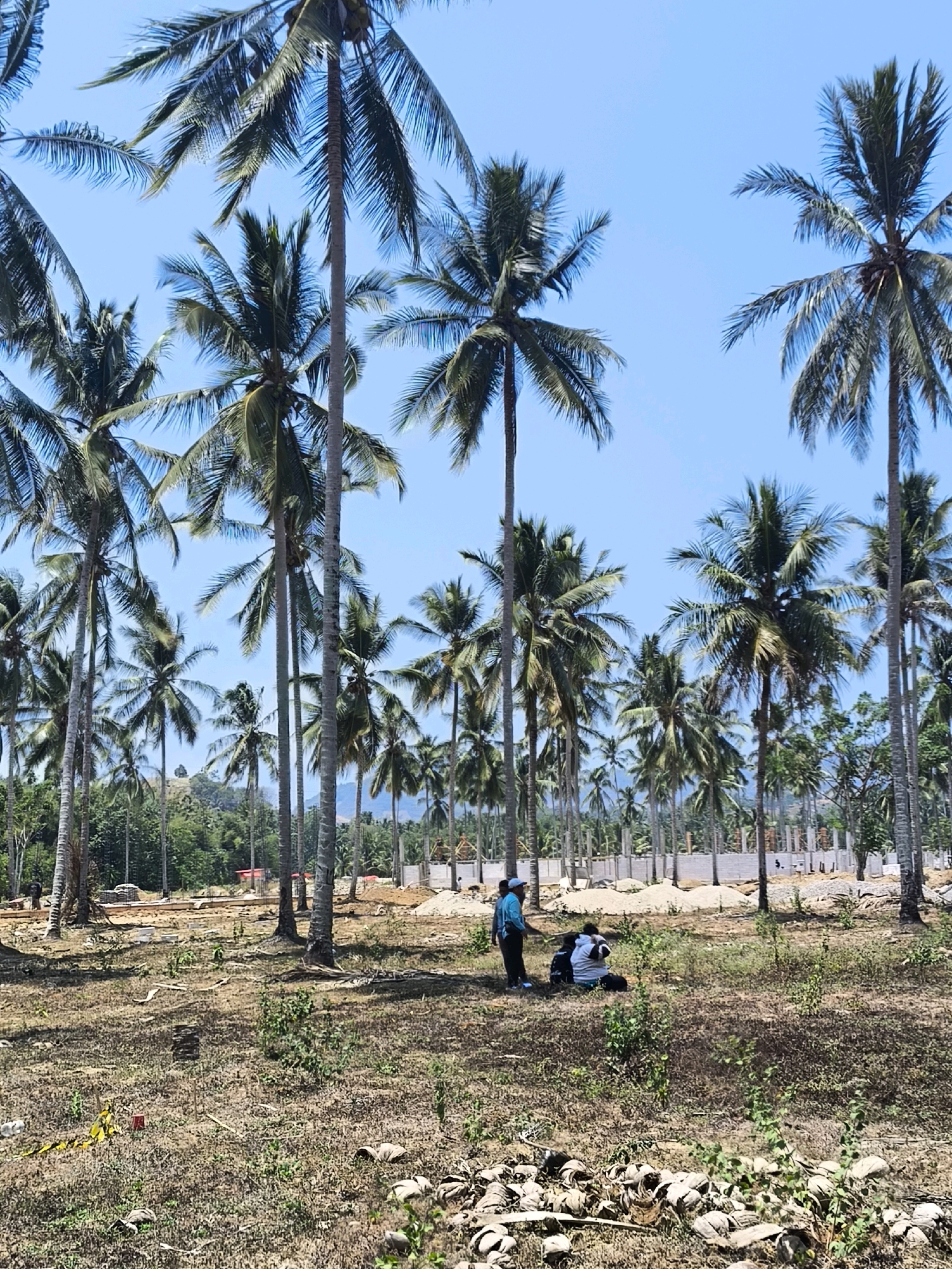 The image depicts a clear sky over a tropical environment characterized by numerous tall coconut palm trees. The ground is covered in dry grass and scattered coconut husks. In the mid-ground, a construction site is visible with concrete walls and building materials, suggesting ongoing development. Three individuals are present in the scene: two are seated on the ground, while one stands nearby, appearing to observe the surroundings. The overall impression is of a developing area within a tropical landscape, potentially on the outskirts of a populated region like Tilamuta, Indonesia.