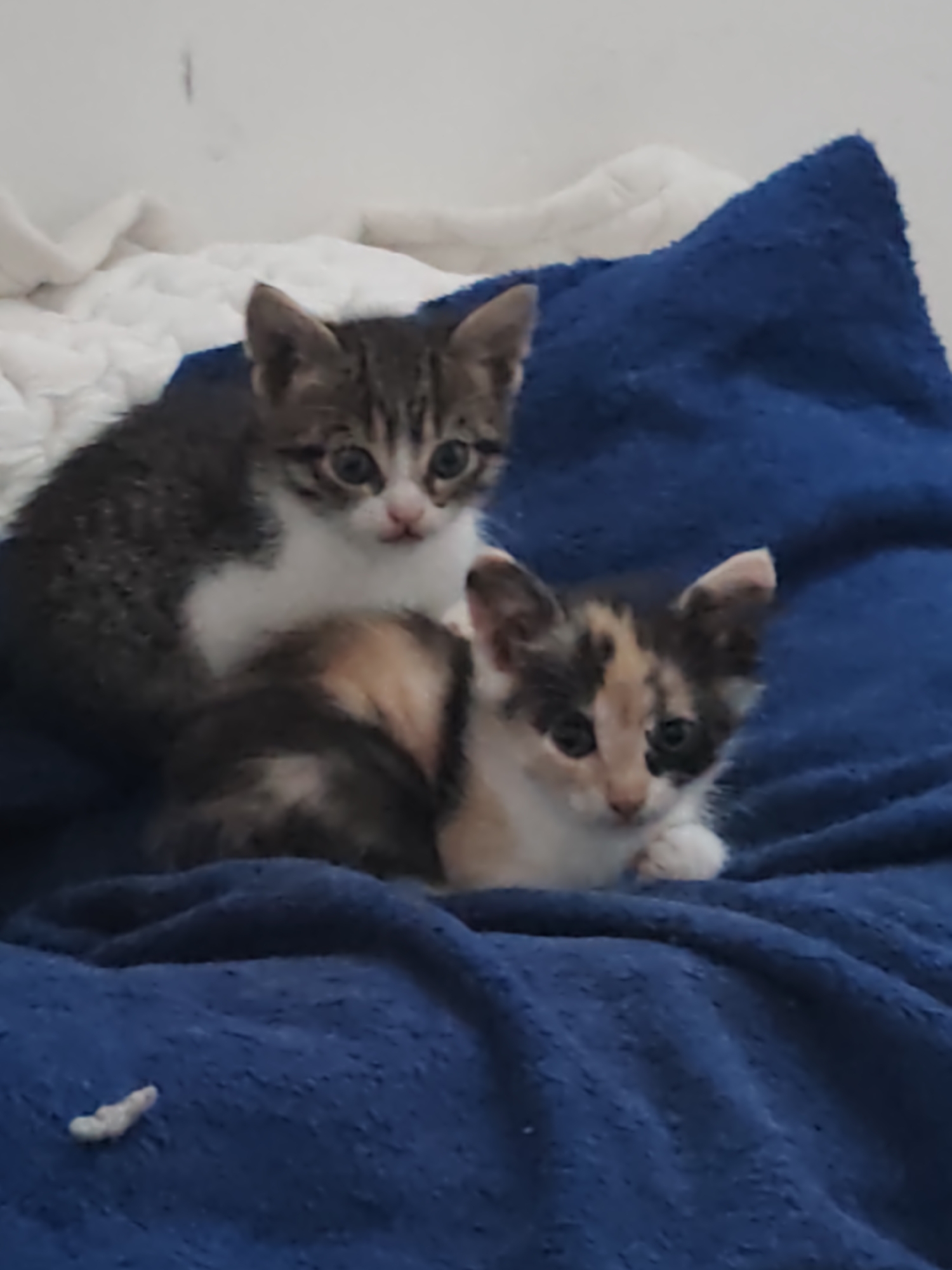 Two kittens are resting on a blue blanket. One kitten is predominantly grey and white, while the other is calico. The blanket is on top of a white surface, possibly a bed. The location is not specified in the image.