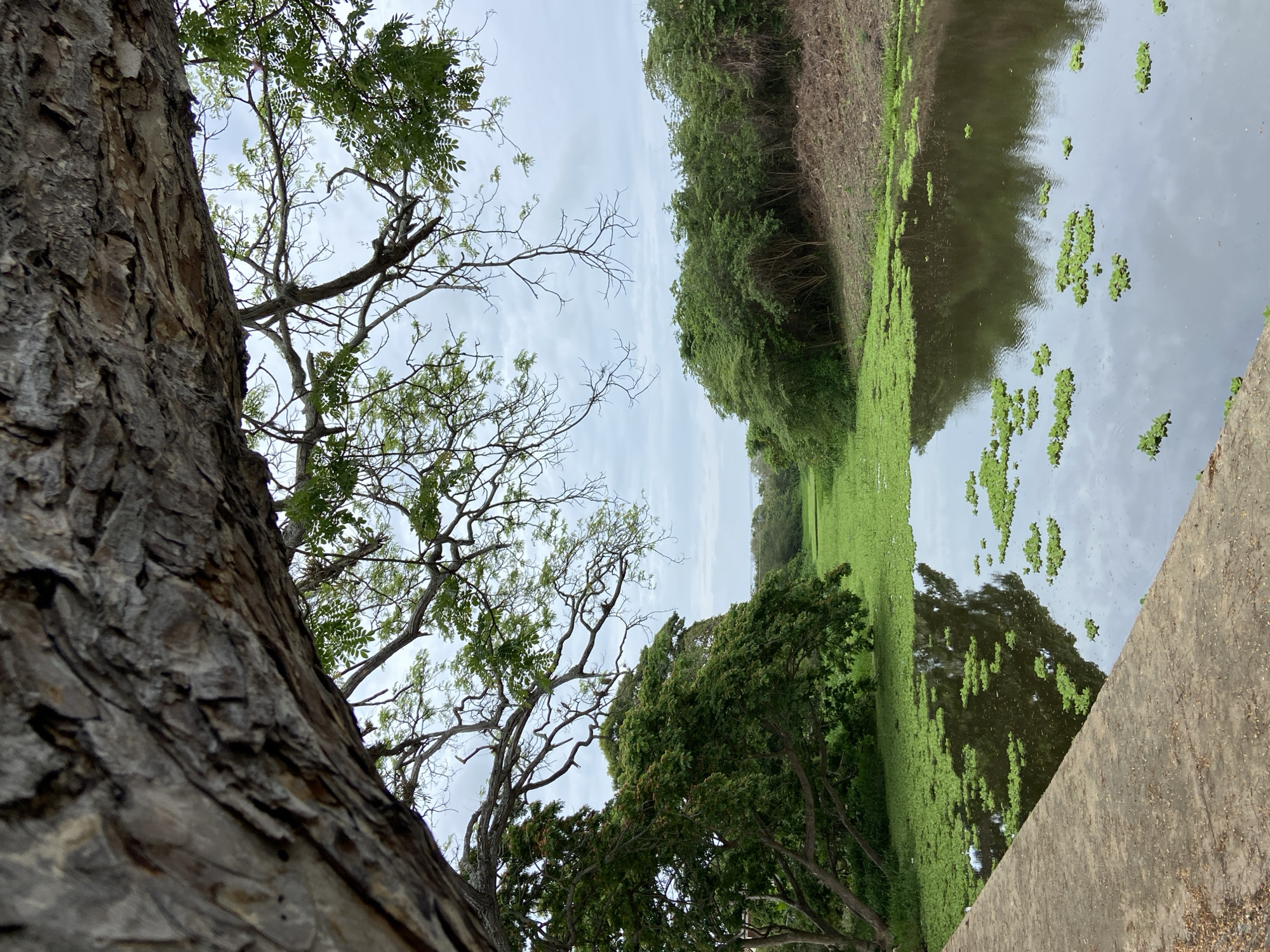 A body of water, possibly a river or canal, is viewed from a low angle near a concrete embankment. Green vegetation, likely water plants, densely covers a portion of the water's surface. Reflected in the water are trees and sky, suggesting a relatively calm surface. Trees and other green foliage line the banks of the water. A large tree trunk with textured bark is prominently positioned in the foreground on the left side. The sky is overcast, indicating a cloudy day. The location is Río Chico, Venezuela.