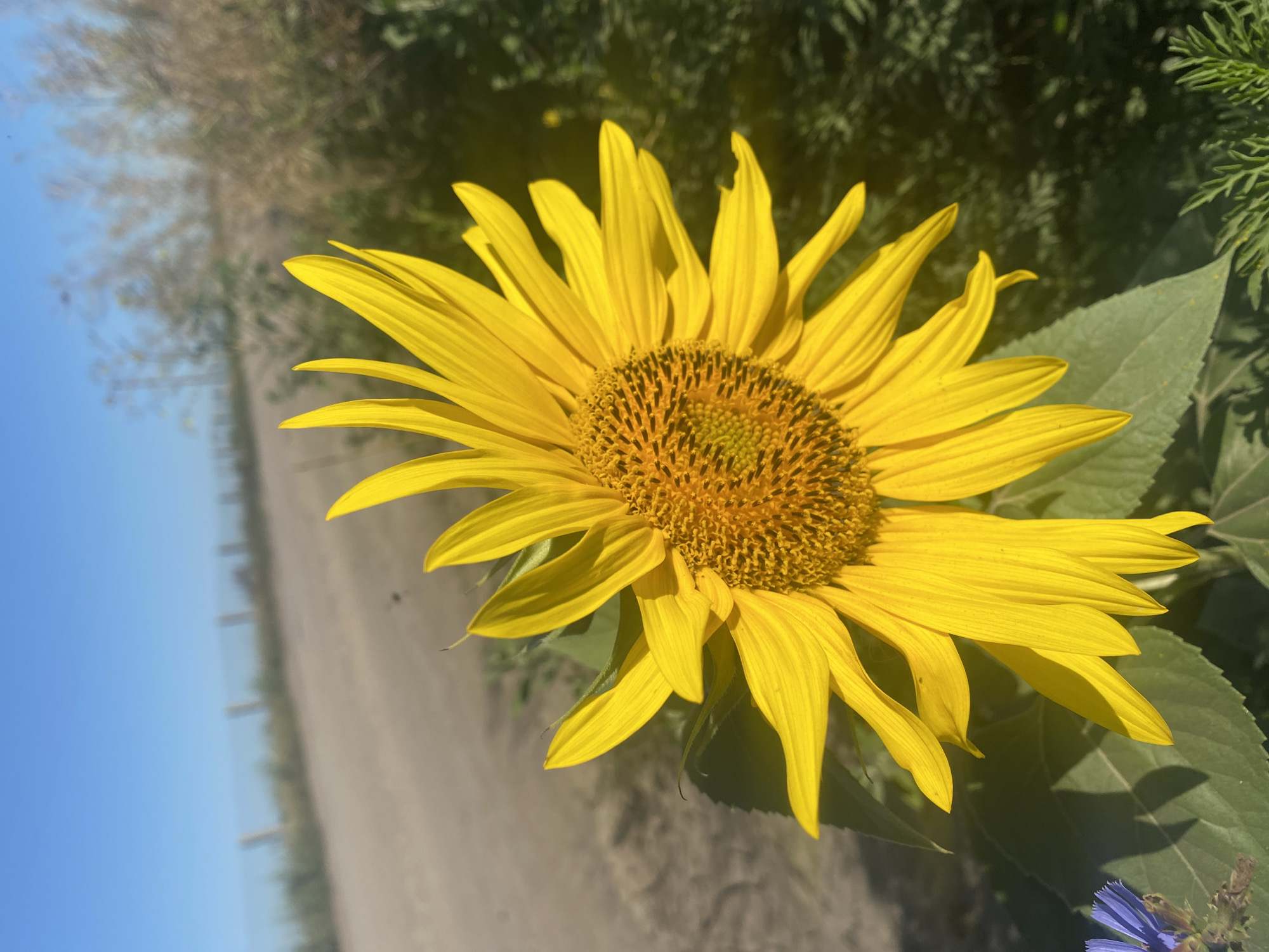 A bright yellow sunflower dominates the foreground of this outdoor shot, its petals reaching outwards against a backdrop of a clear blue sky. The flower's center is a textured disc of brown and yellow. To the left, large green leaves of the sunflower are visible, with a small blue flower to the lower left. The background shows a dirt road and dry, brushy vegetation. The scene suggests a rural or undeveloped area. The image does not contain any people or explicit indications of its specific location within Novooleksandrivs'ke, Ukraine.