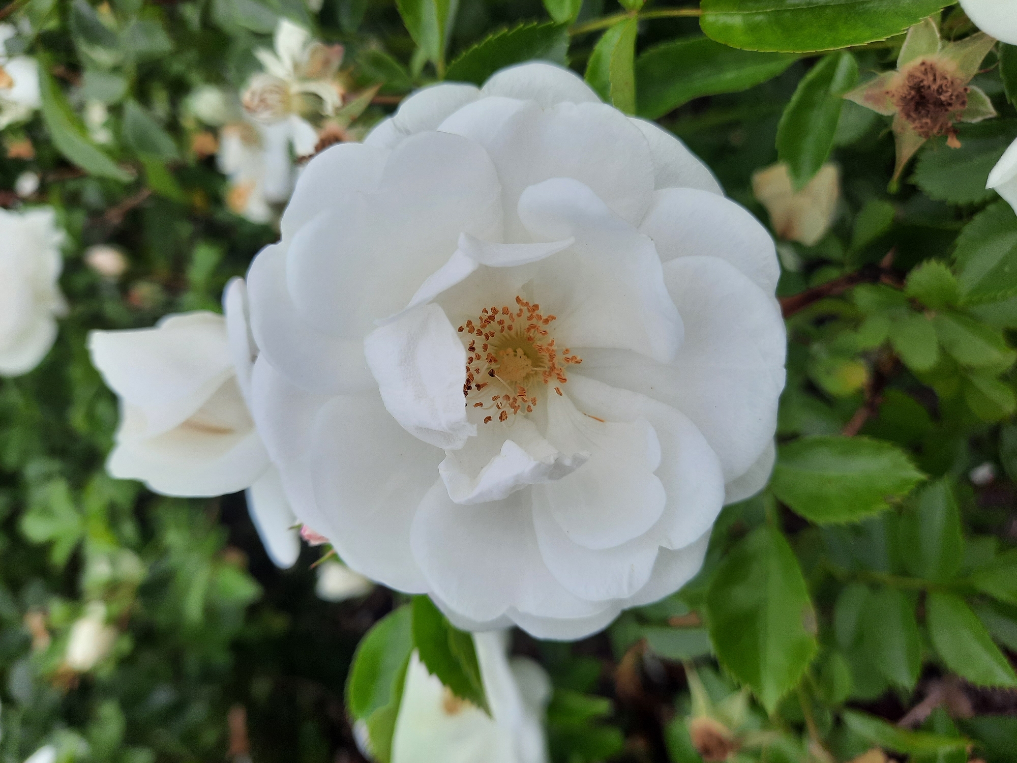 A close-up, vertical, outdoor shot features a white rose in full bloom, dominating the center of the frame. The rose's petals are layered and soft, with a delicate fringe on some edges. At the heart of the flower, a cluster of tiny, orange stamen is visible. The rose is surrounded by lush green leaves and other white blossoms that are slightly out of focus, creating a soft bokeh effect. In the background, hints of more foliage and dried flower remnants suggest a garden setting. The lighting is natural and diffused, typical of an overcast day. The image is part of a collection of photographs taken in Rosenheim, Germany.
