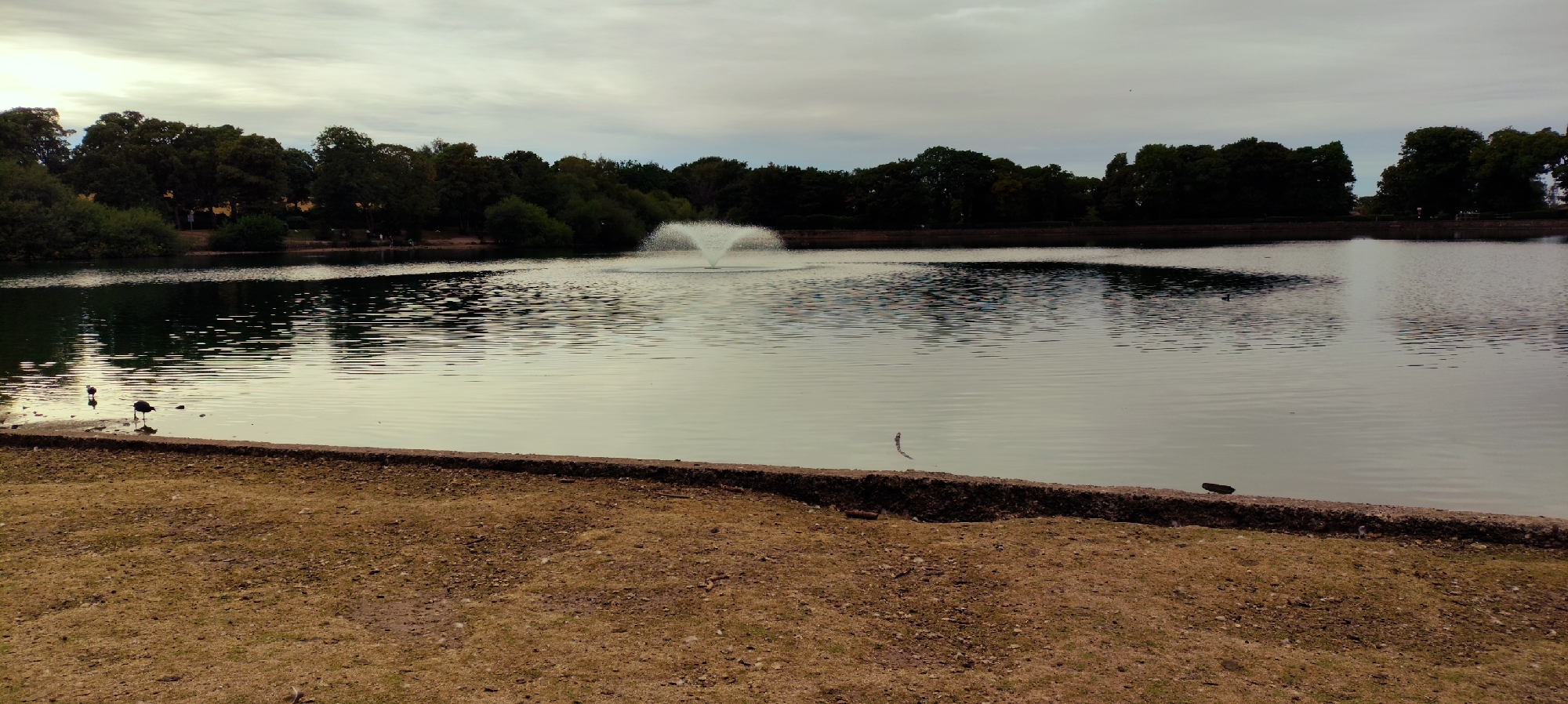 The image depicts a body of water, likely a lake or reservoir, with a fountain operating in the distance. The foreground is a dry, grassy area bordering a low concrete or stone wall. The water's surface is rippled and reflects the overcast sky and the dark silhouettes of trees lining the opposite bank. Two birds are visible near the edge of the water in the left foreground. The overall scene suggests an outdoor public space, possibly a park. The location is identified as St. Helens, United Kingdom, though no specific landmarks are visible to confirm this within the image itself.