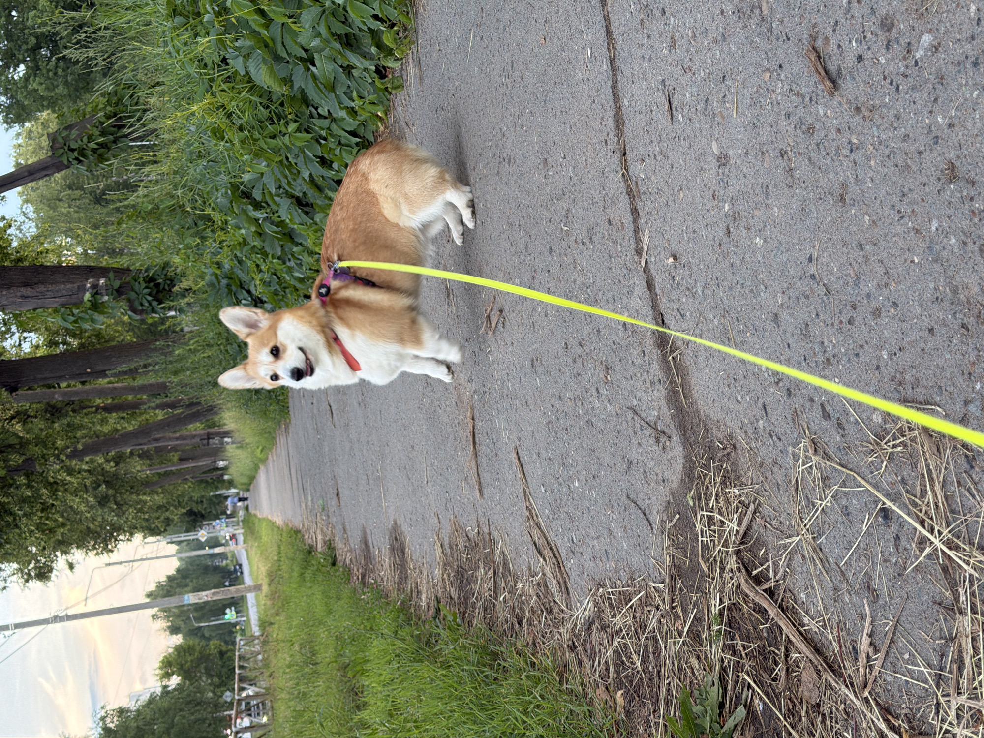 The image, oriented sideways, shows a Corgi dog on a paved path bordered by grass and trees. The dog, with tan and white fur, wears a red collar and a purple harness, connected to a bright yellow leash that extends out of frame. The dog is looking towards the camera with its mouth slightly open.
The paved path appears to be a walkway or sidewalk, with cracks and debris scattered across its surface. To the left of the path, lush green grass and dense foliage with trees create a natural, outdoor setting. In the distance, a road can be seen with some vehicles, power lines, and traffic lights, suggesting an urban or suburban environment. The sky in the far distance shows soft, muted colors, possibly indicating dawn or dusk.
The overall scene depicts a dog being walked outdoors, likely in a park or along a street. The lighting suggests it is either early morning or late evening. No visible text is present in the image.