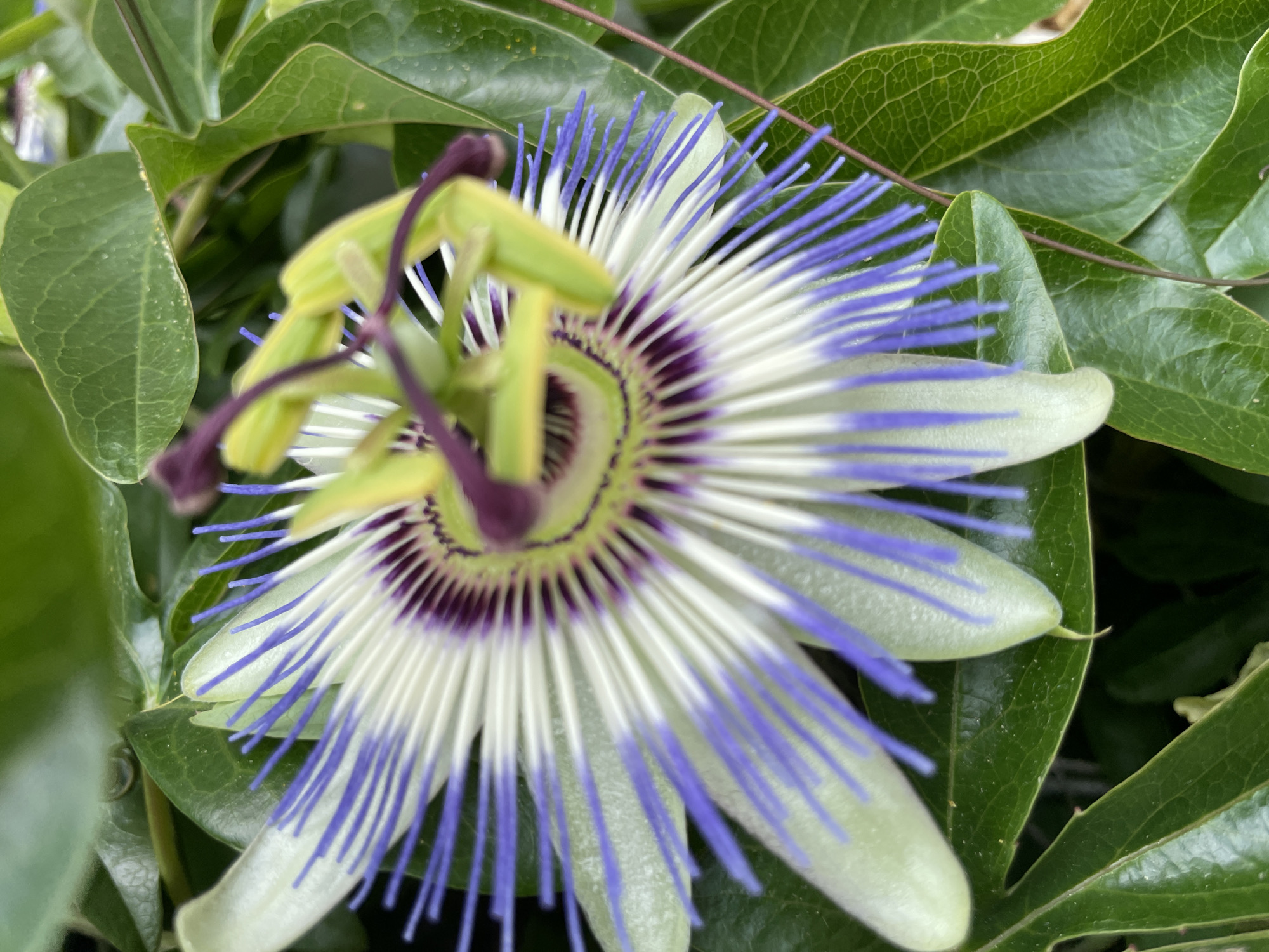 A close-up shot of a passionflower in bloom, set against a backdrop of lush green leaves. The flower itself is a striking display of white petals with vibrant purple filaments, accented by lime green sepals. The intricate details of the bloom, including the central corona and delicate tendrils, are clearly visible. The image is sharp, focusing on the flower's complex structure and coloration. The environment appears to be a garden or natural setting, with the rich green foliage suggesting a temperate climate. The location is identified as Sochi, Russia, implying a possible botanical garden or cultivated area within the city. There are no people or visible actions in the scene, just the solitary beauty of the flower.