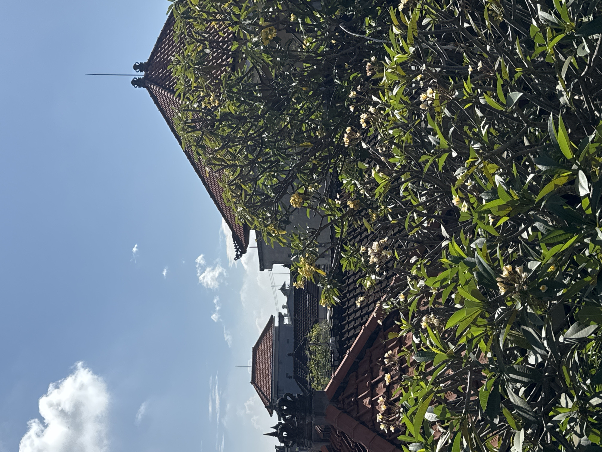 The image shows a partial view of buildings in Kuta, Indonesia, with their distinctive red-tiled roofs visible behind foliage. The sky is bright blue with scattered white clouds. The foreground features a dense array of green leaves and pale yellow flowers, partially obscuring the buildings. The buildings have traditional Balinese architectural elements, including ornate roof decorations. A lightning rod is visible atop one of the buildings. The scene is bathed in sunlight.