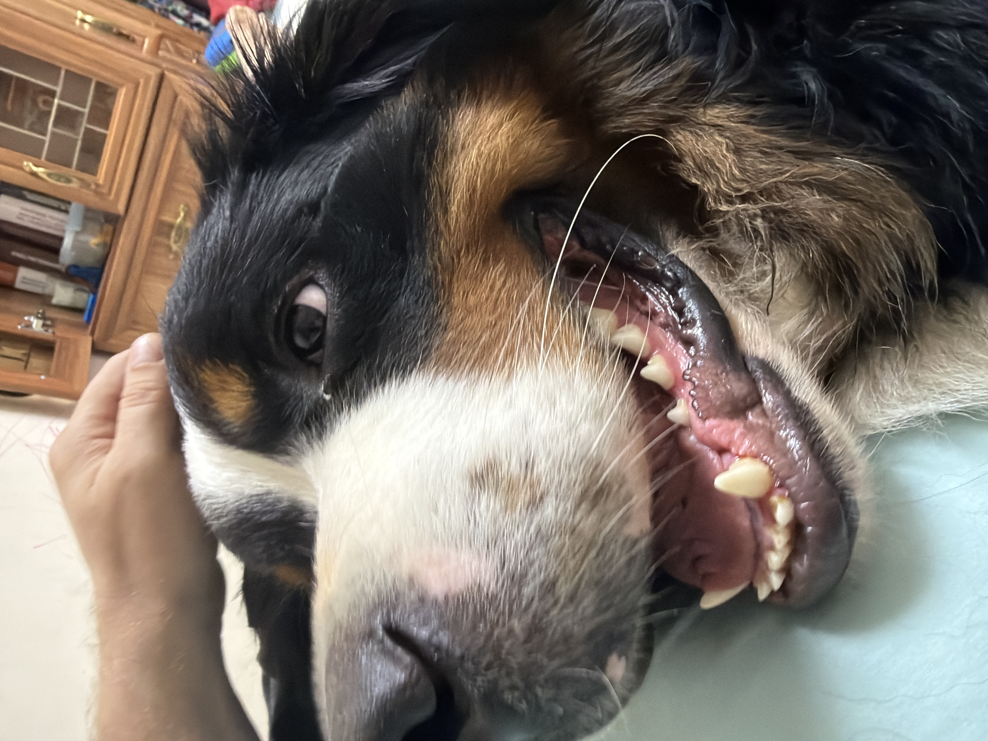 The image shows a close-up of a Bernese Mountain Dog's face, with its mouth open, revealing its teeth and gums. A person's hand is visible on the left side of the frame, gently holding the dog's head. The dog's fur is black, white, and tan. The background appears to be indoors, with a wooden cabinet and shelves visible on the left. The lighting suggests it is daytime. The dog's expression is difficult to interpret due to the close-up and open mouth, but it does not appear distressed. The location is Nakhabino, Russia. There is no visible text in the image.