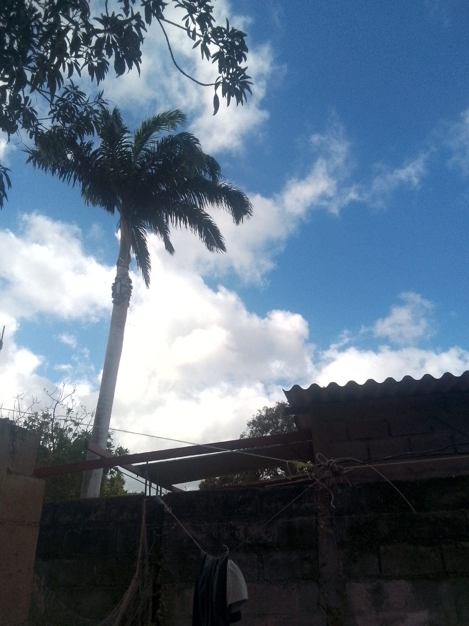 The image depicts a view of the sky in Juan Griego, Venezuela. A tall palm tree extends towards a partly cloudy blue sky. The upper left corner shows branches and leaves from another tree. In the lower portion of the image, there is a concrete block wall with a corrugated metal roof extending over part of the wall. Hanging near the wall are indeterminate objects. The location is consistent with a residential or commercial area in Juan Griego. No people are visible in the photograph.