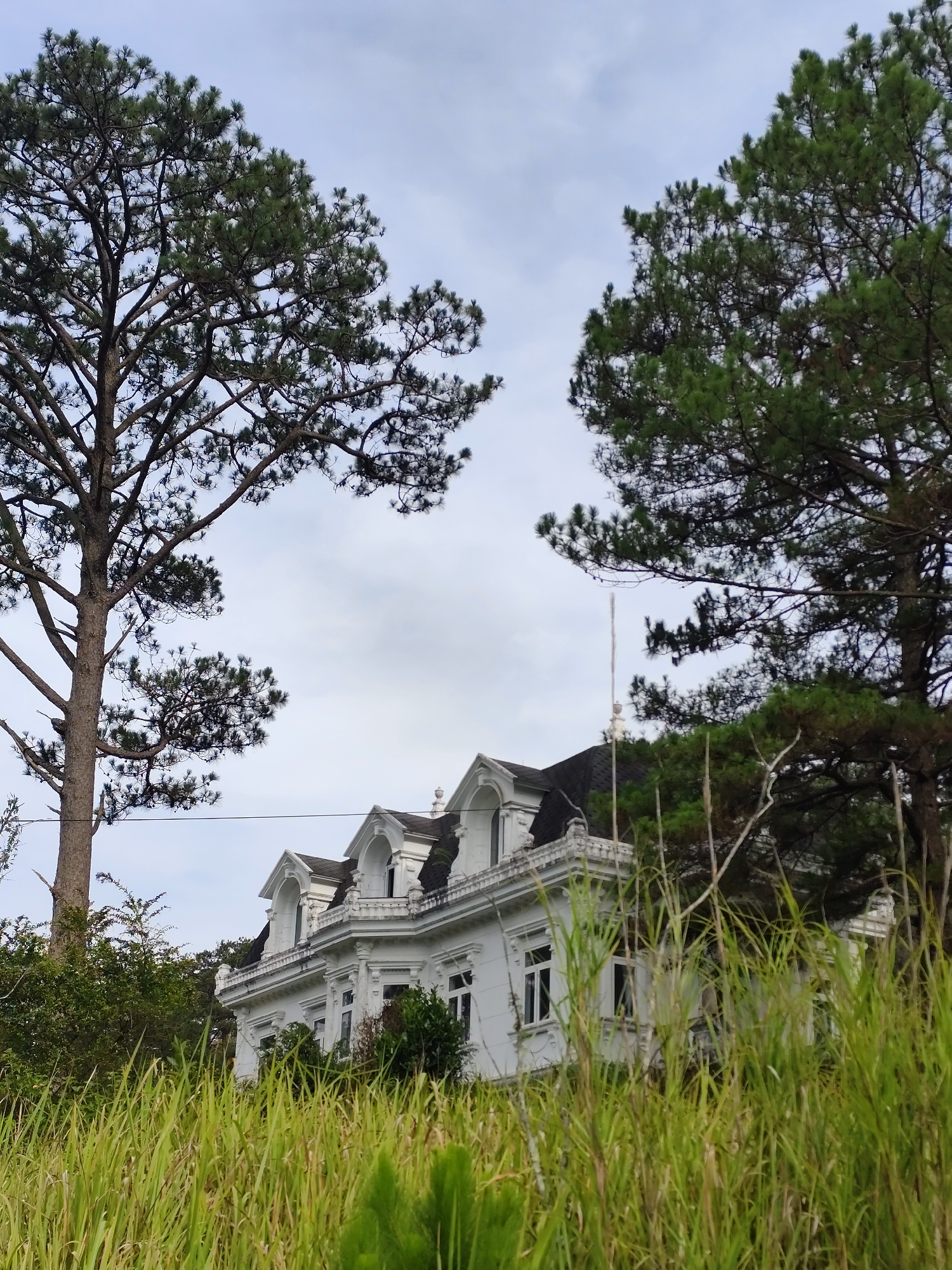 An eye-level shot captures a white, two-story building with ornate architectural details, viewed from a low vantage point through tall, green grass. The building, possibly a residence or small hotel, features a dark roof and a light-colored facade with windows, trim, and arched dormers on the upper level. The architecture appears to be influenced by French colonial or European styles.
The building is partially obscured by the tall grass in the foreground, creating a sense of being in a natural, overgrown setting. Flanking the building on either side are tall evergreen trees with thick branches and foliage, framing the structure. The sky is overcast with a mix of light and dark gray clouds, suggesting a cool or temperate climate.
Based on the description, this could be the building in Da Lat, Vietnam, known as "Dinh Bảo Đại," a palace in Da Lat's style. The architectural style and the setting among pine trees and grasses is consistent with Da Lat's landscape.