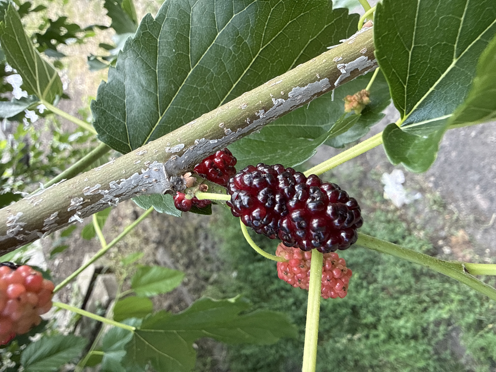 A close-up, eye-level shot shows ripe mulberries on a branch in an outdoor setting. A large, dark purple mulberry hangs prominently in the foreground, with a cluster of lighter pink mulberries to its left. The mulberries are attached to green stems and are surrounded by large, green leaves with visible veins. A textured, light brown branch with peeling bark runs diagonally through the image. The background is blurred, showing hints of green foliage and what appears to be a grey, paved surface.