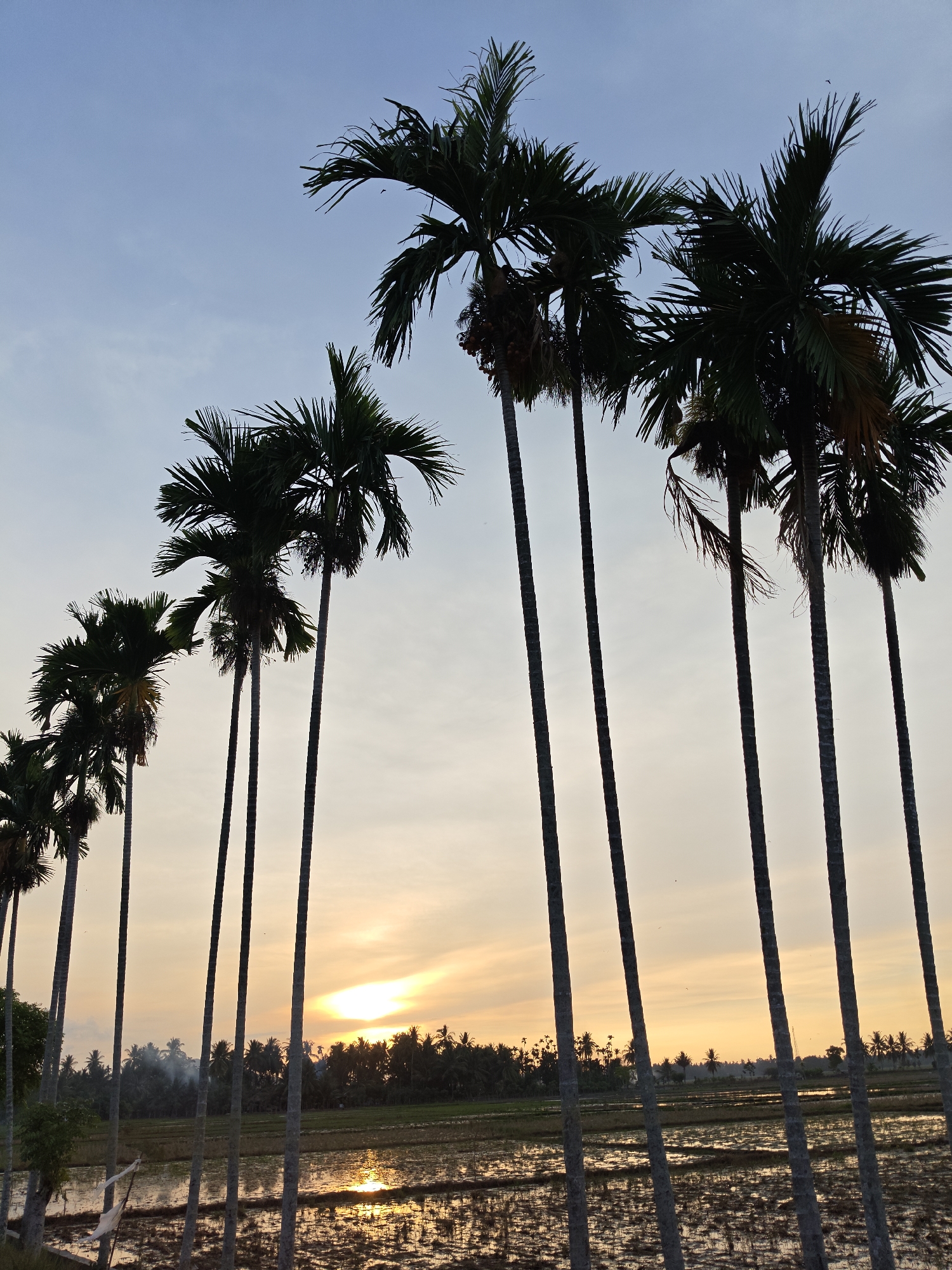 A vertical shot captures a line of tall, slender palm trees silhouetted against a gradient sky at dusk. The sky transitions from a pale blue at the top to a soft orange and yellow near the horizon, where the sun is partially visible as a bright, diffused glow. The palm trees, with their fronds spread out like fans, are arranged diagonally from the lower left to the upper right of the frame. Below the trees, a landscape of rice paddies is reflected in the still water. In the distance, a dense line of more palm trees and vegetation forms a dark horizon. The overall impression is one of tranquility and natural beauty. The location is Uleegajah, Indonesia.