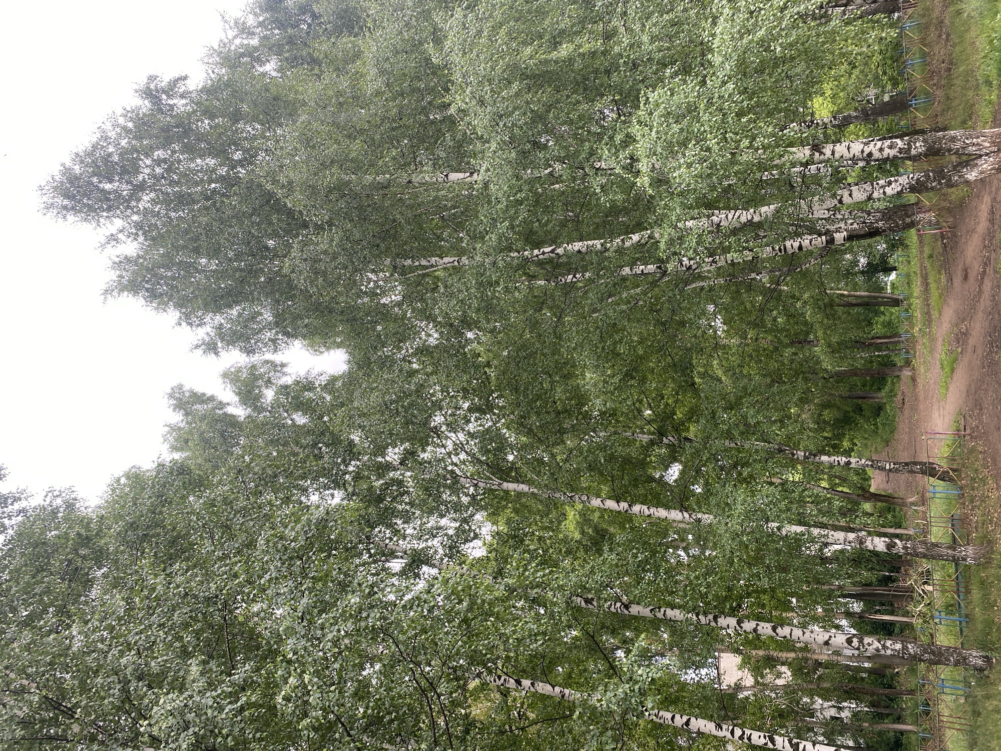 The image depicts a natural scene with a dirt path winding through a dense grove of birch trees. The trees are tall and slender with characteristic white bark and green foliage. The path appears to be a walking trail, possibly in a park or forested area within the city of Chaikovsky, Russia. The sky is overcast, casting a soft light on the scene. The overall atmosphere is serene and natural, suggesting a peaceful outdoor environment. There are no people or animals visible in the image. The presence of a low, colorful fence on the left side of the path might indicate the edge of a park or a designated recreational area. The foliage is lush, suggesting it is a warm season.