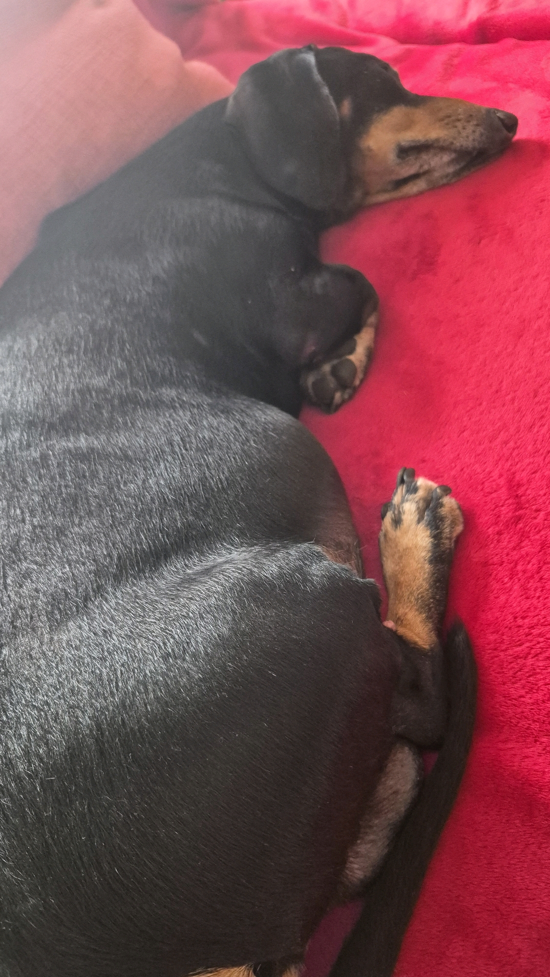 A black and tan Dachshund is sleeping on a bright pink fuzzy blanket. The dog is curled up, with its head resting on a lighter pink surface, possibly another blanket or pillow. Its body is mostly black with tan markings on its face and legs. The dog's paws are visible, with one resting near its head and another stretched out on the pink blanket. The background is entirely the pink blanket. The image appears to be taken indoors, likely in a home environment. The location is not specified in the image.
