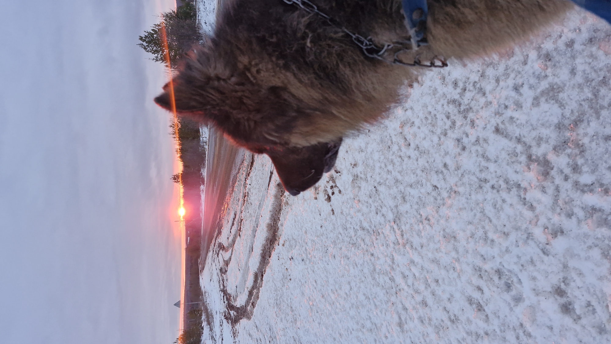 A high-angle outdoor shot captures a dog in a snowy landscape during either sunrise or sunset. The main subject is the head and upper body of a dog, likely a German Shepherd or similar breed with thick brown and black fur, seen from above and facing downwards. It wears a blue collar with a metal chain attached.
The ground is covered in a mixture of patchy snow, ice, and possibly wet or muddy areas. A road or path runs along the left side of the frame, showing tracks or patterns in the snow. To the right, the ground is more uniformly covered in snow. In the background, a bright, orange-red sun is visible low on the horizon, casting a warm glow across the scene and reflecting on the snowy surfaces. The sky transitions from a soft blue-grey overhead to vibrant oranges and reds near the horizon. Silhouetted trees line the distant horizon, suggesting a rural or semi-rural setting in Otchor, Russia. The dog appears to be on a calm walk, possibly sniffing the ground. There is no visible text in the image.